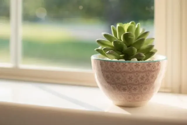 A succulent in a decorative bowl on a bright windowsill, symbolizing emotional resilience, stability, and finding inner peace in a changing world.