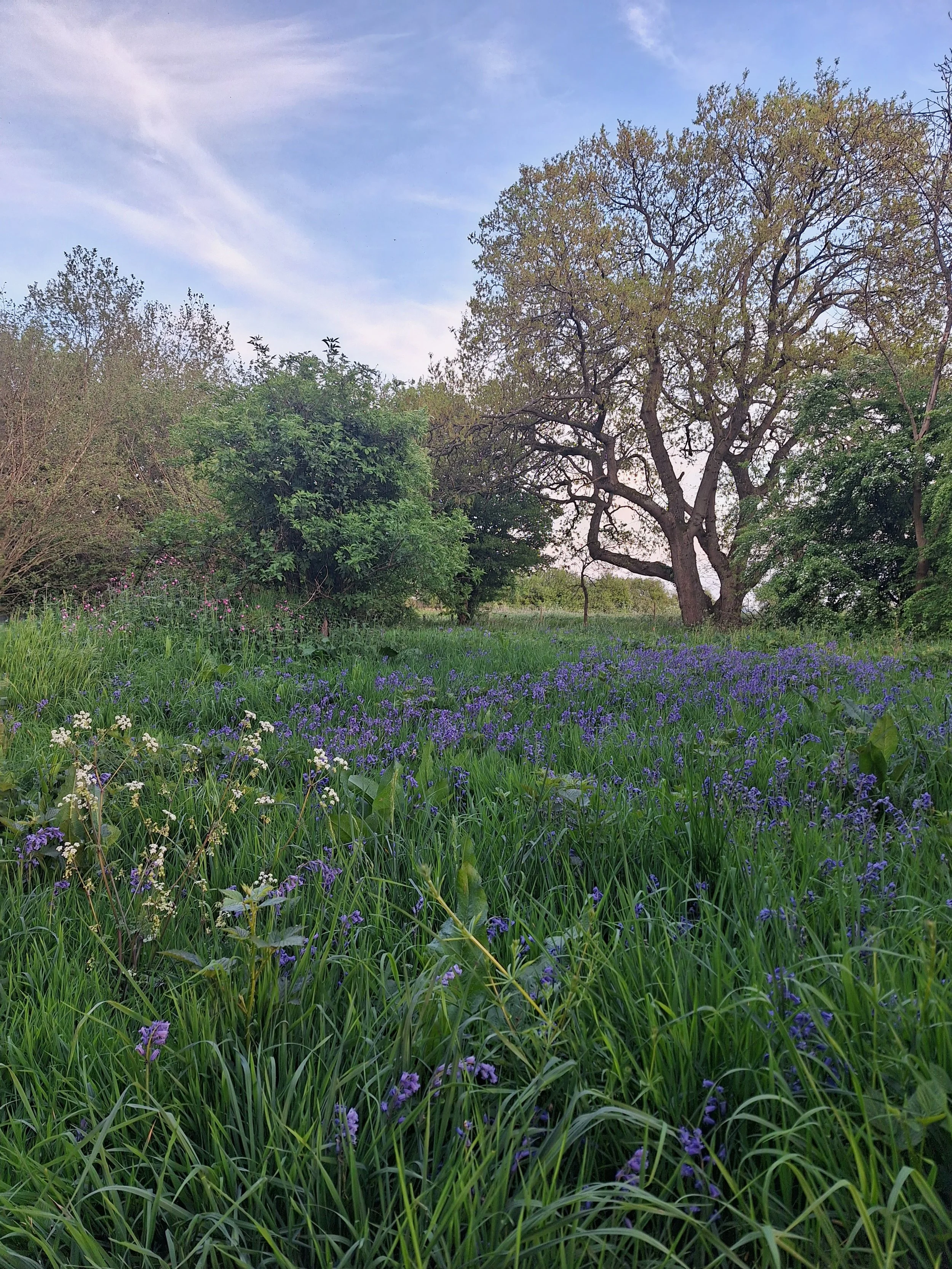 The Bluebell Hike | Chilham &amp; Challock Circular | 28 km