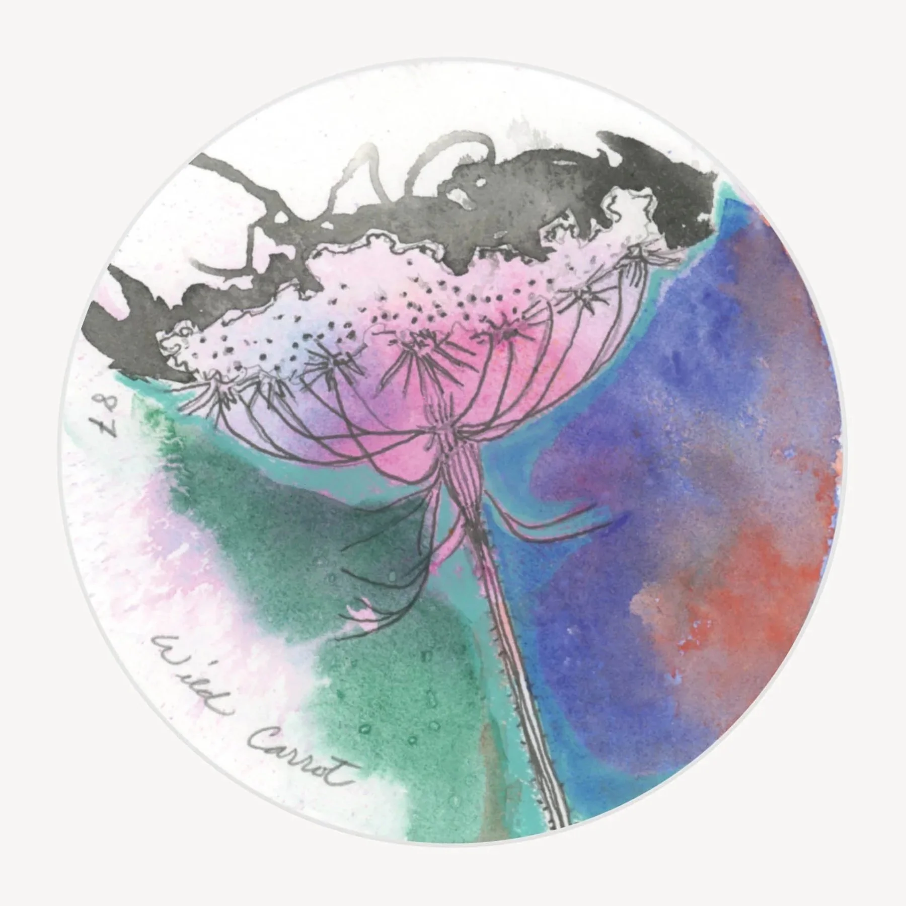 100 Days - No. 087, Wild Carrot