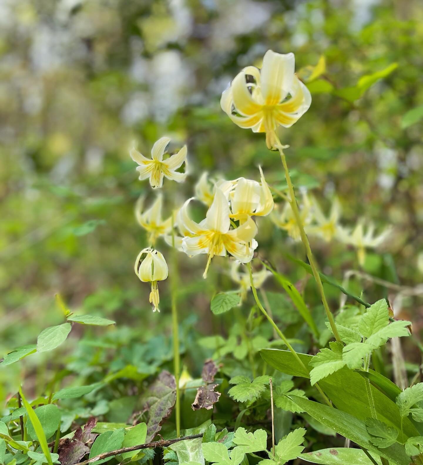 Happy Earth Day

May we act to protect that which nurtures and inspires.

🌎💕

#earthday #fawnlily