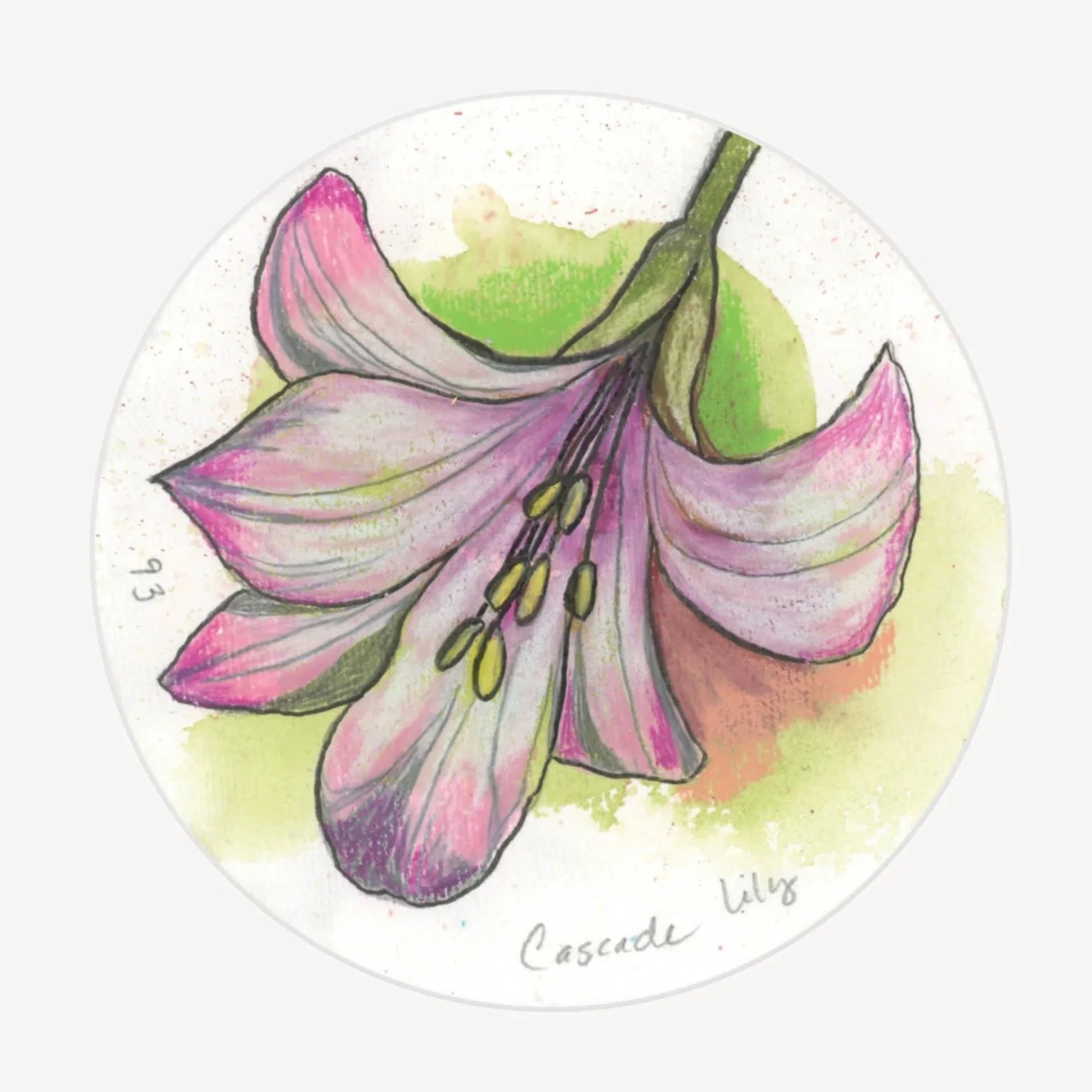 100 Days - No. 093, Cascade Lily