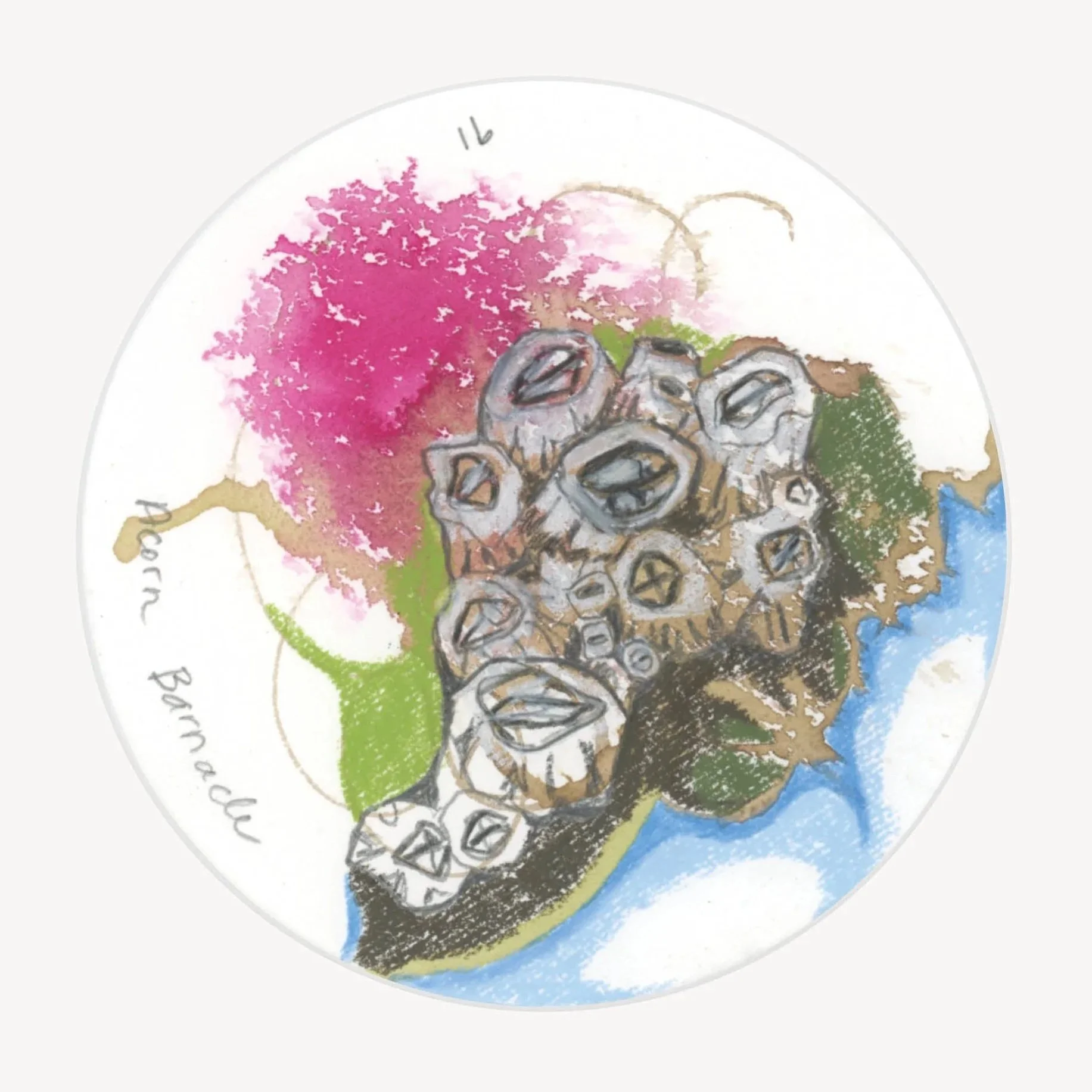 100 Days - No. 091, Acorn Barnacle