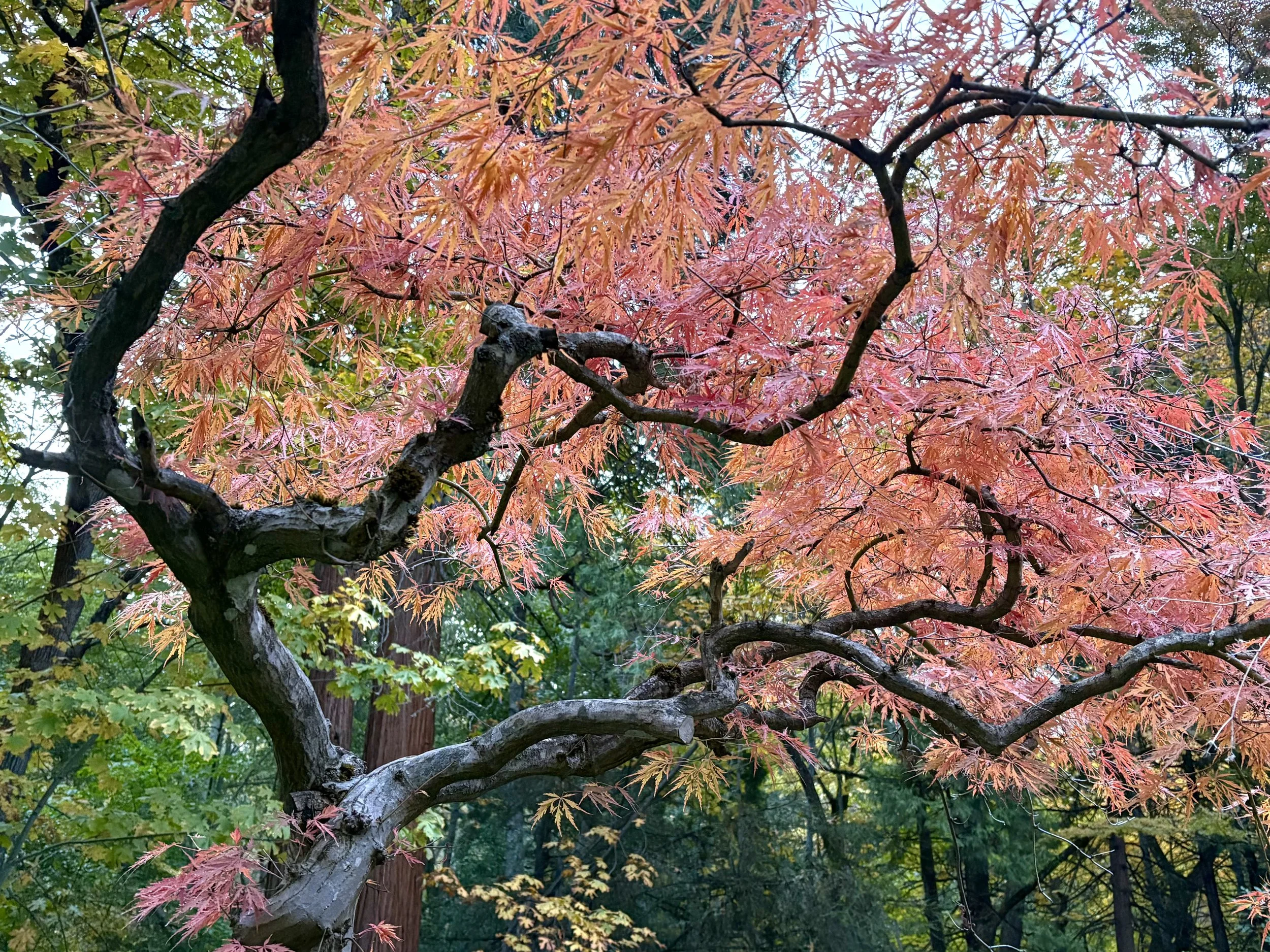 Japanese Maple - Blank Note Card