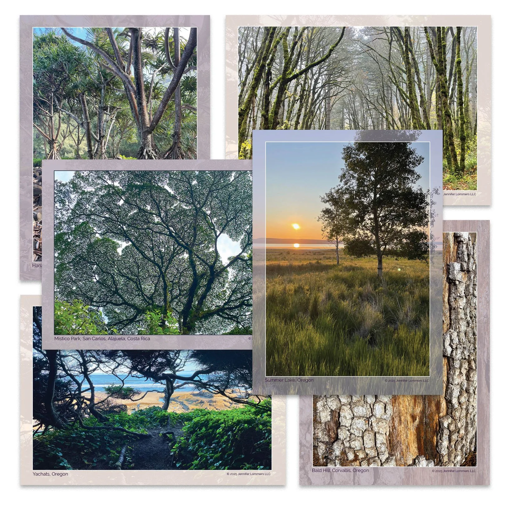 trees_postcard2.jpg