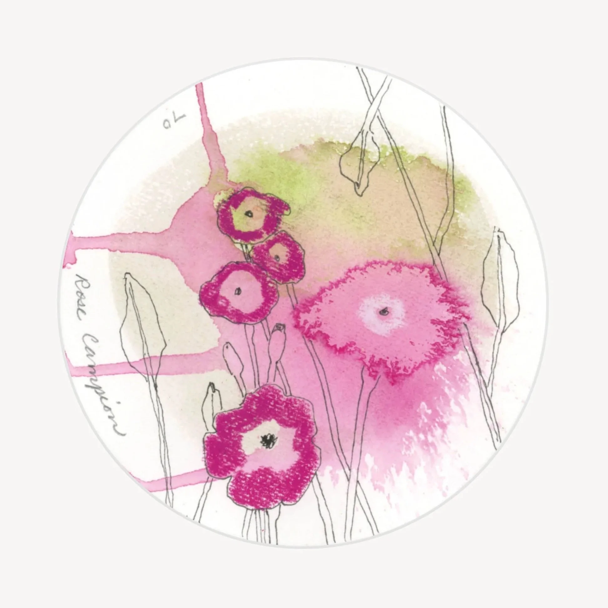 100 Days - No. 070, Rose Campion