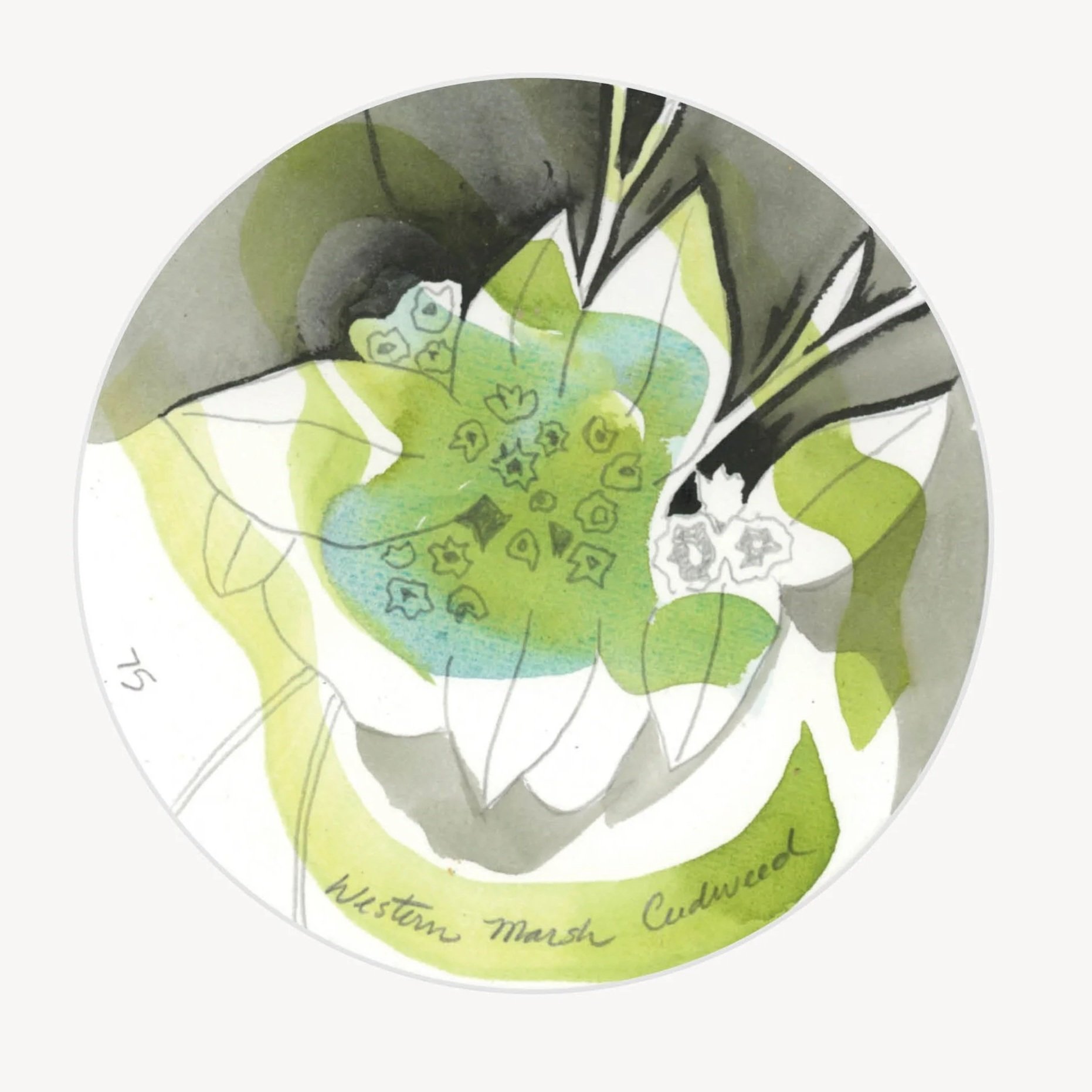 100 Days - No. 075, Western Marsh Cudweed