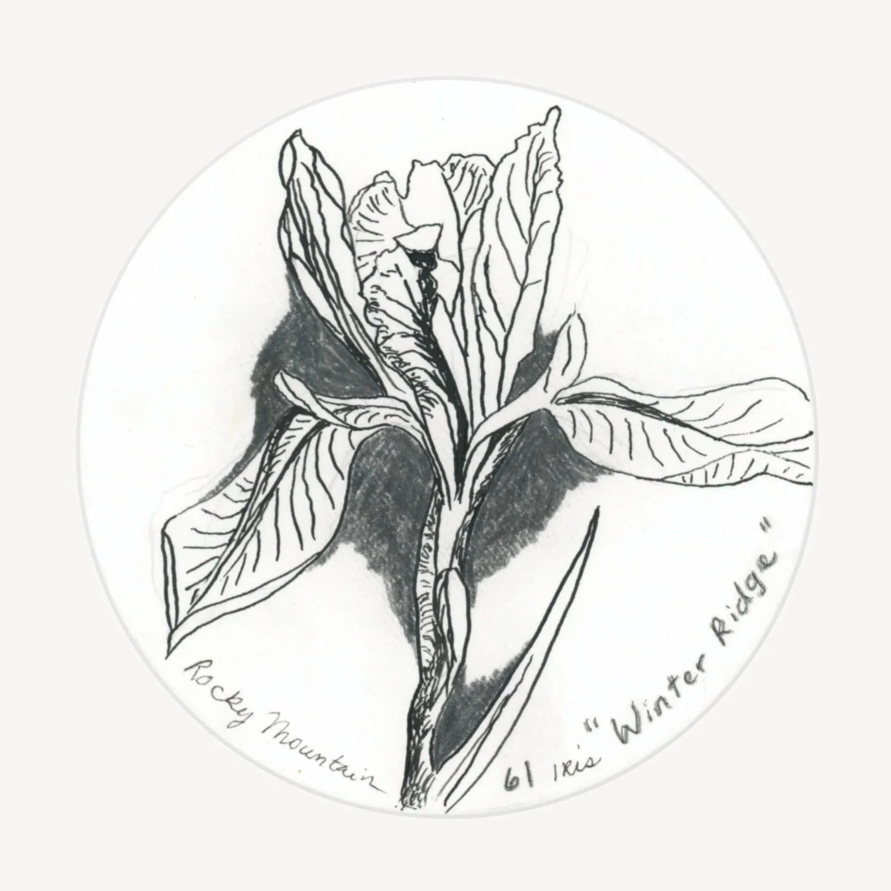 100 Days - No. 061, Rocky Mountain Iris