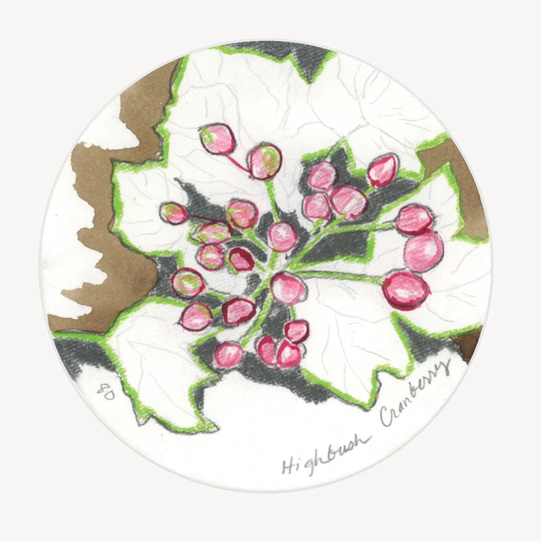 100 Days - No. 080, Highbush Cranberry