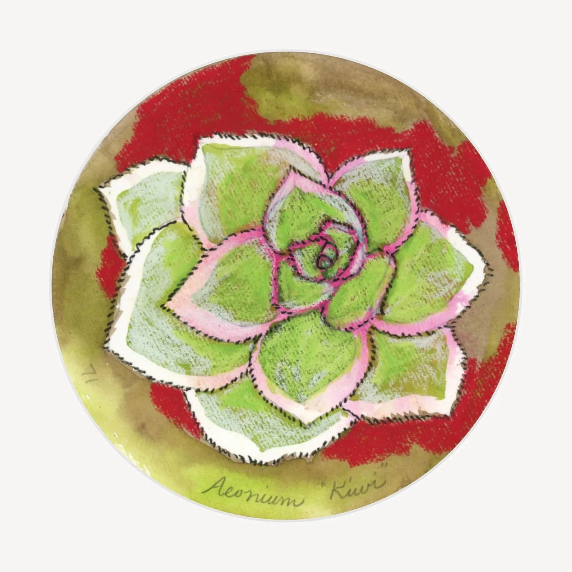 100 Days - No. 071, Aeonium Kiwi