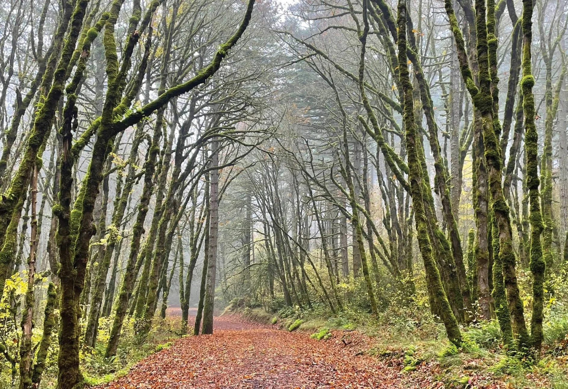 McDonald Forest - Blank Note Card