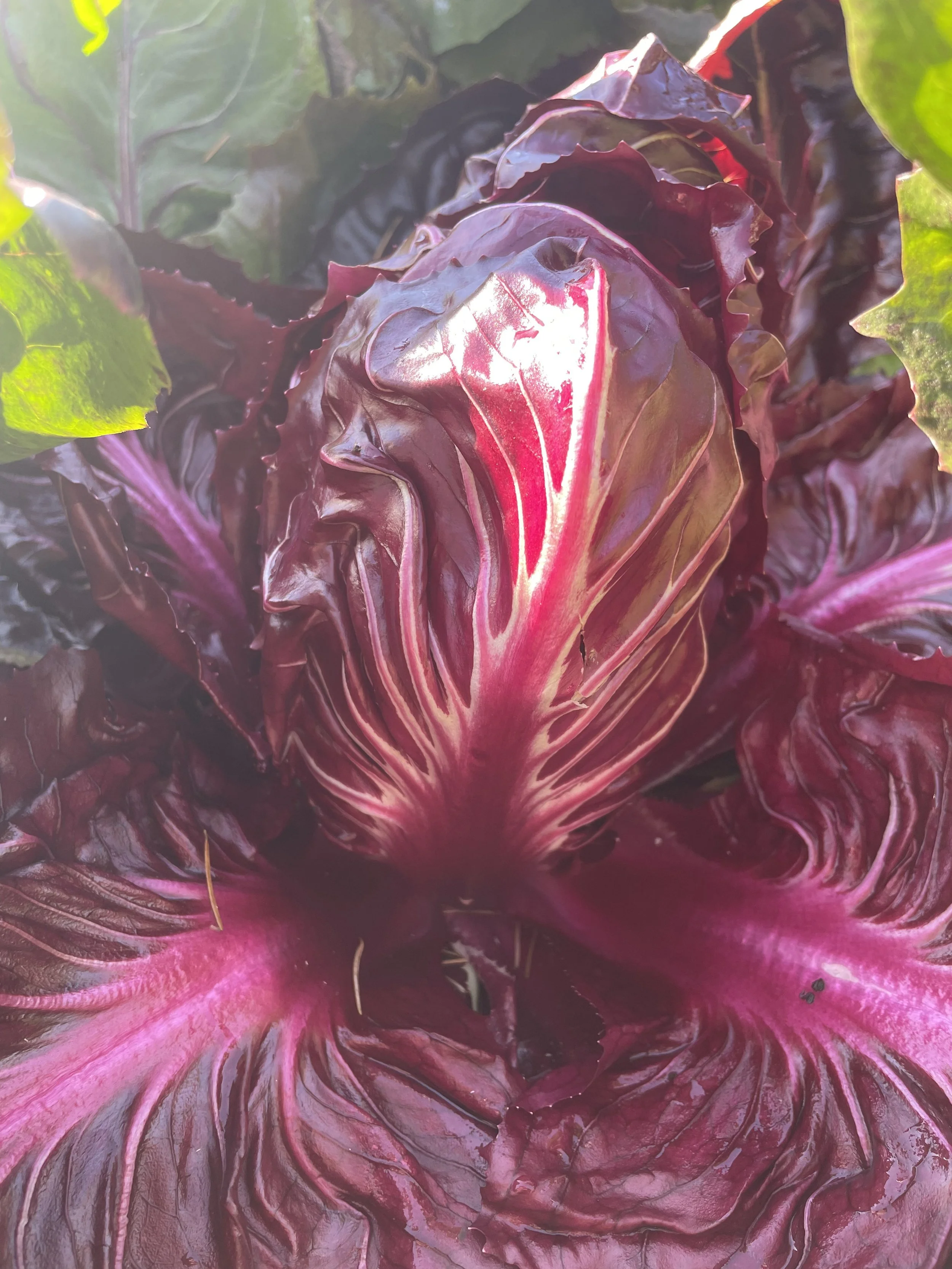 Radicchio (Costarossa), each