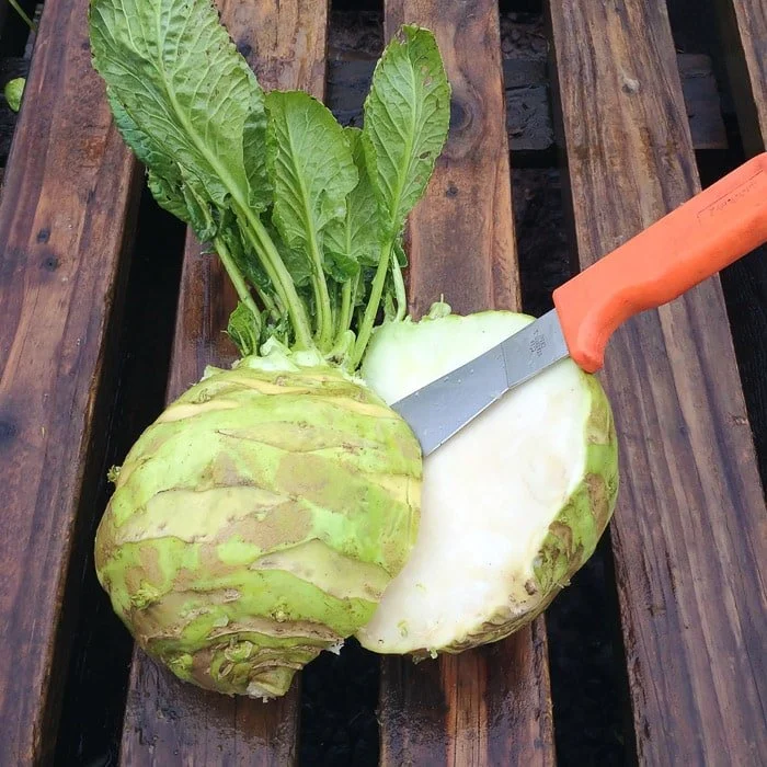 Superschmelz-Kohlrabi-4.jpg