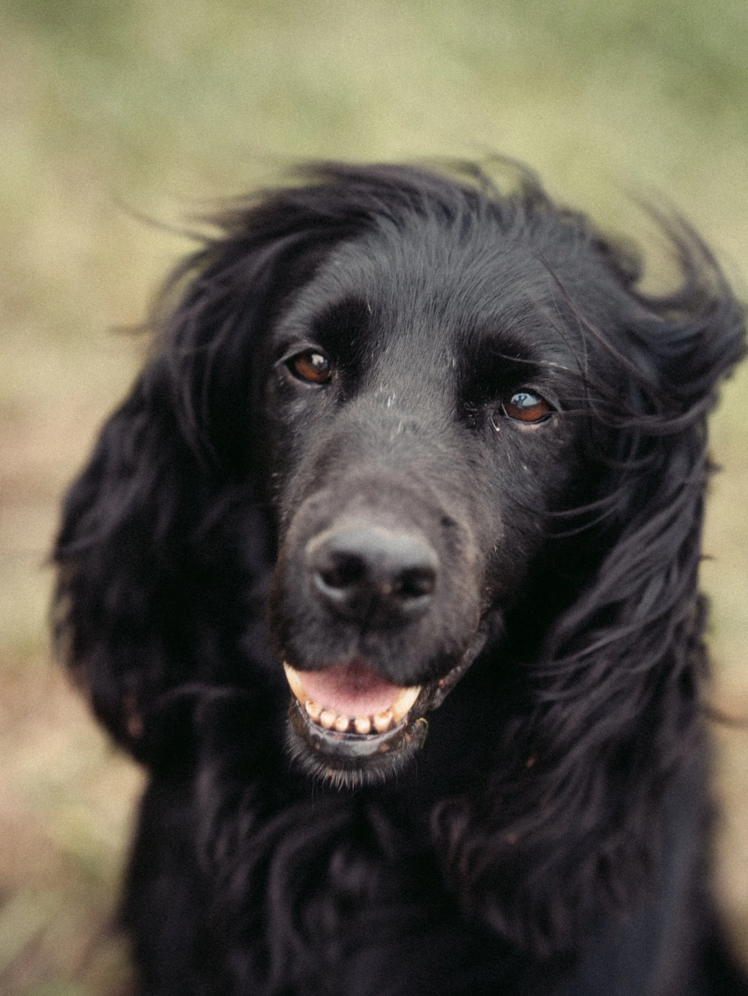 Sika - -8.jpg