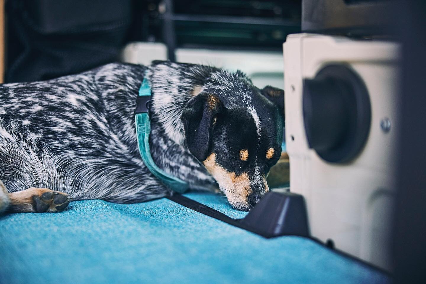 Have a dog but love to travel? Take them where ever you adventure to!
*
*
*
#dogsinvans #secondhome #keepthemsafe #adventuredog #builtbybuilt #inhabitdesignworks #vanlife #builtinrhodeisland #roaddog