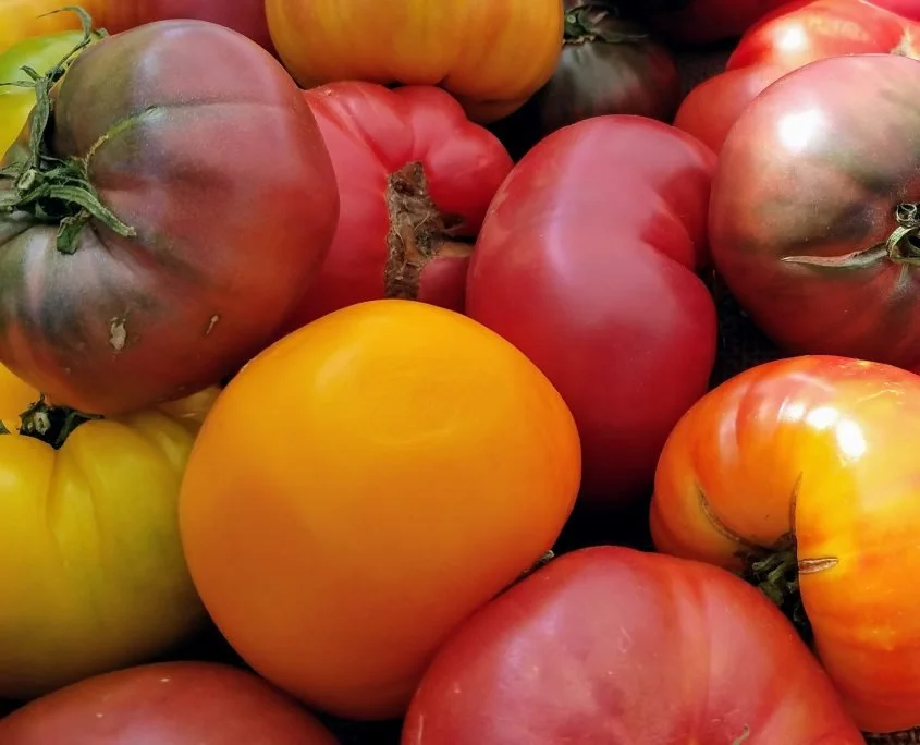 A close-up of various heirloom tomatoes in different colors including green, yellow, orange, and shades of red.