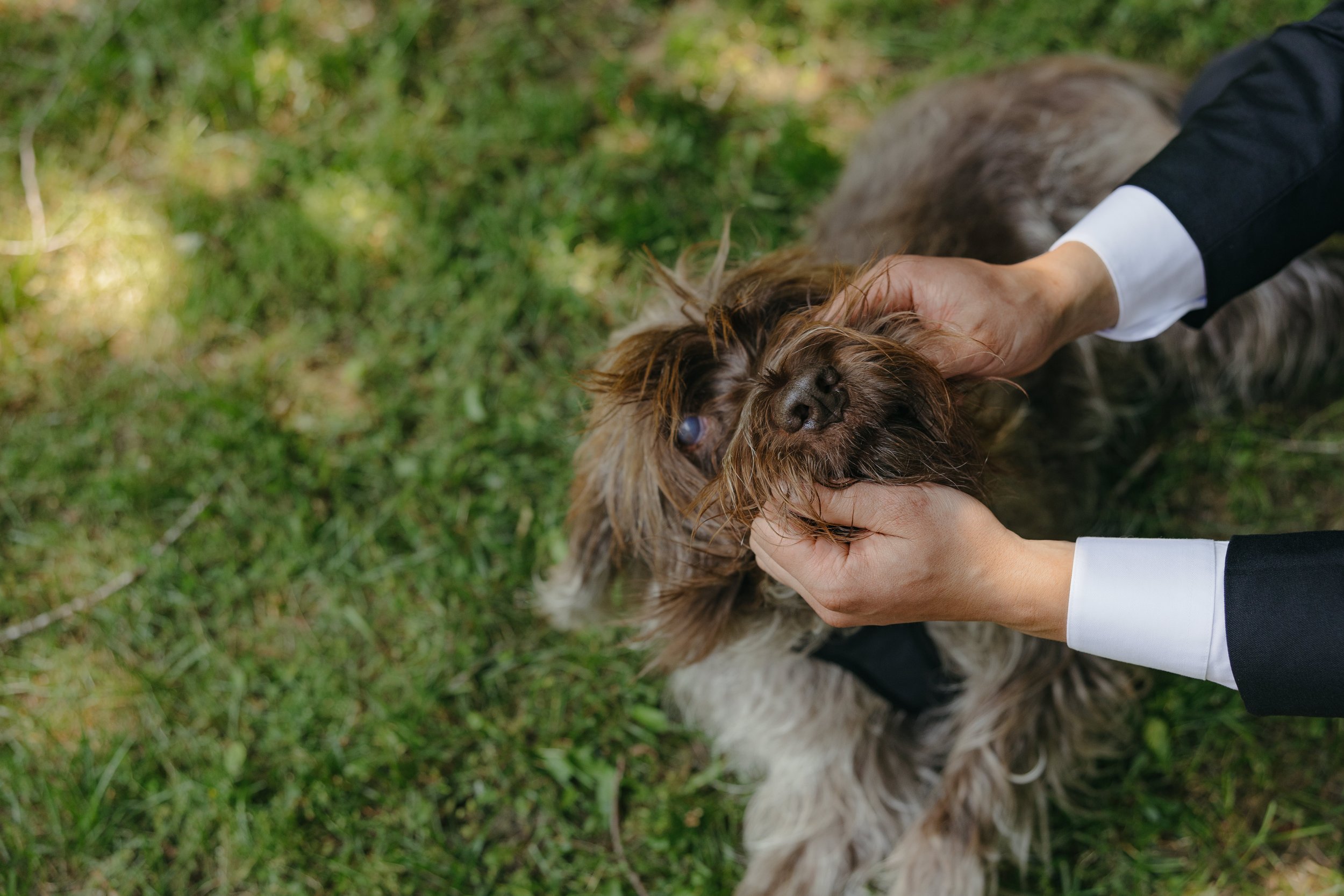 Person in a suit holding a brown dog's head in their hands on green grass.