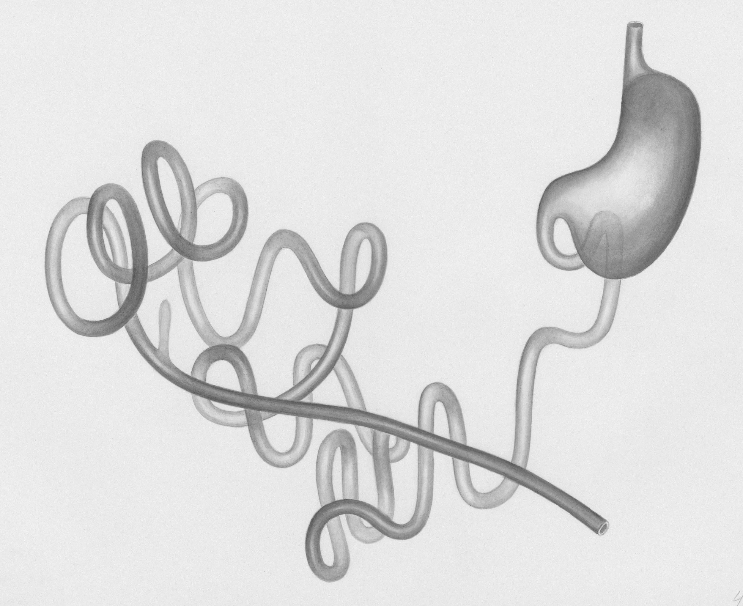 Keep Your Digestion Humming Through the Holidays