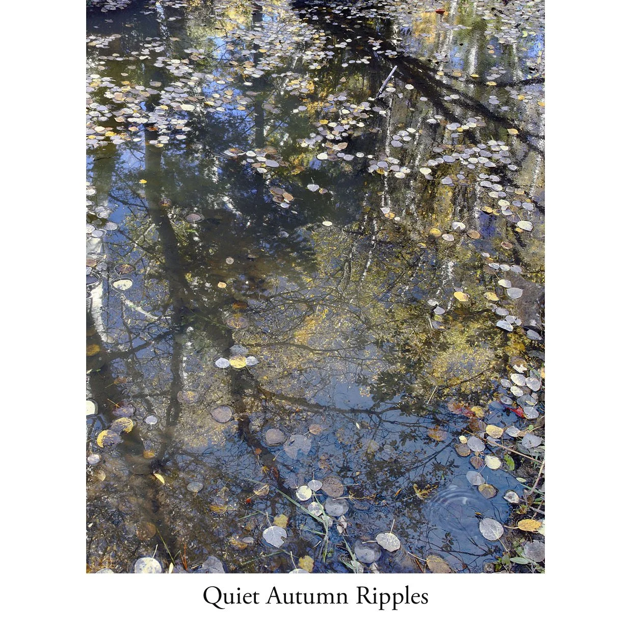 Quiet Autumn Ripples