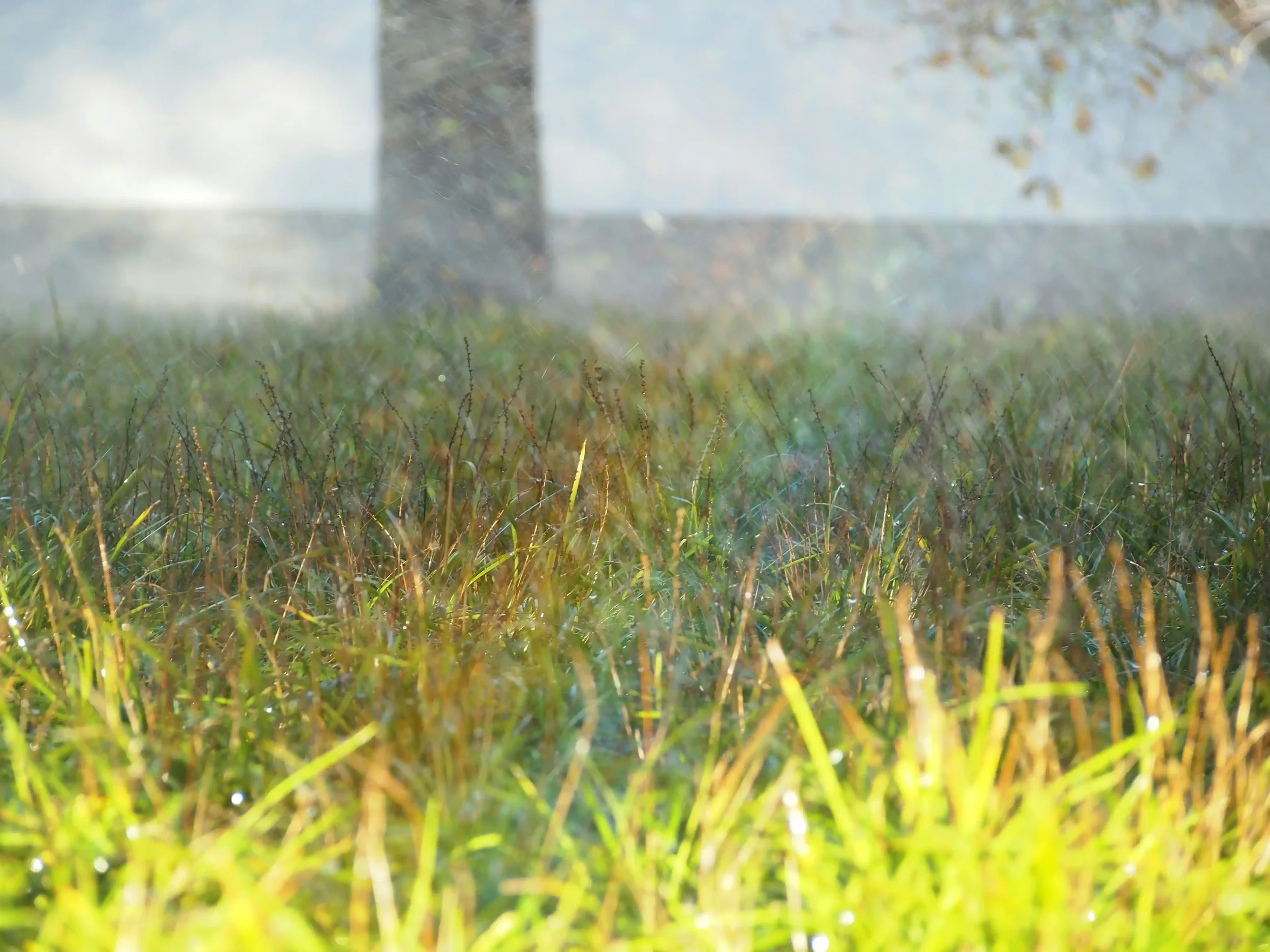 Blades of grass being showered and droplets form a rainbow.