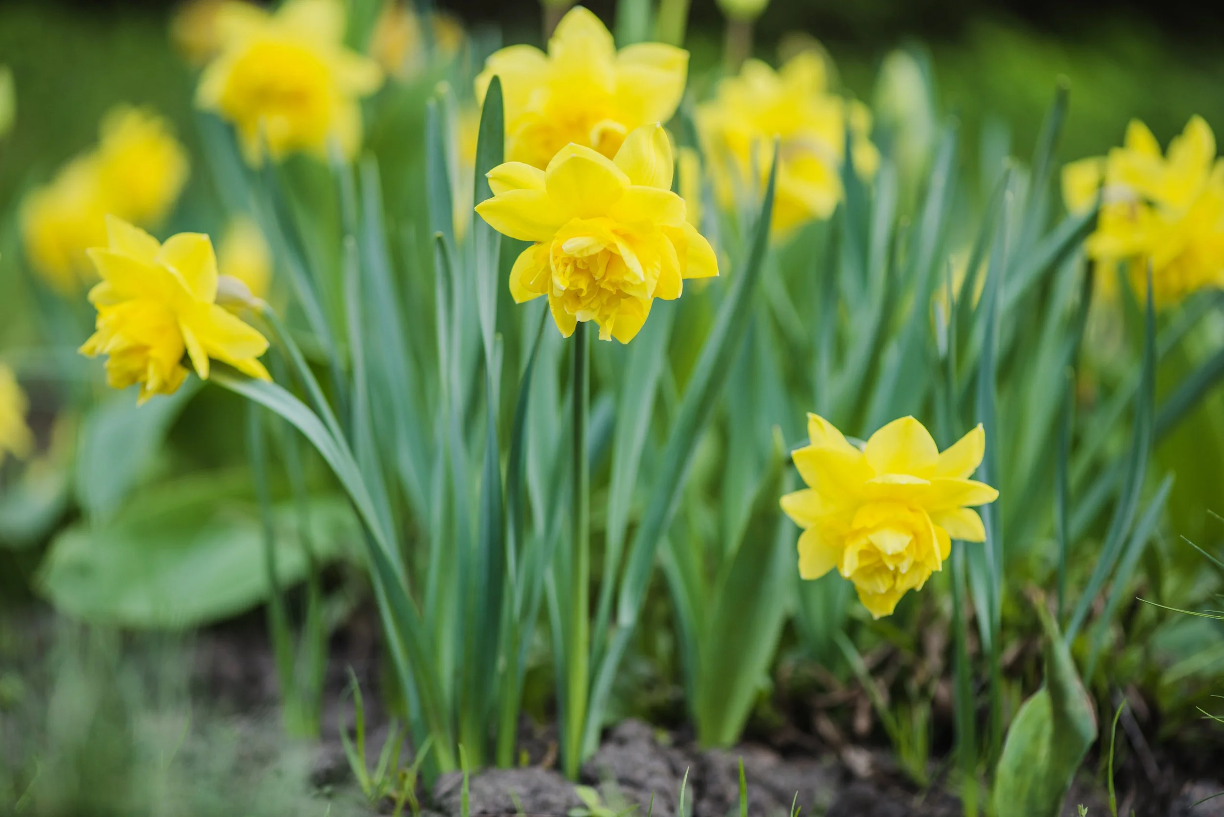 Get Ready for Spring