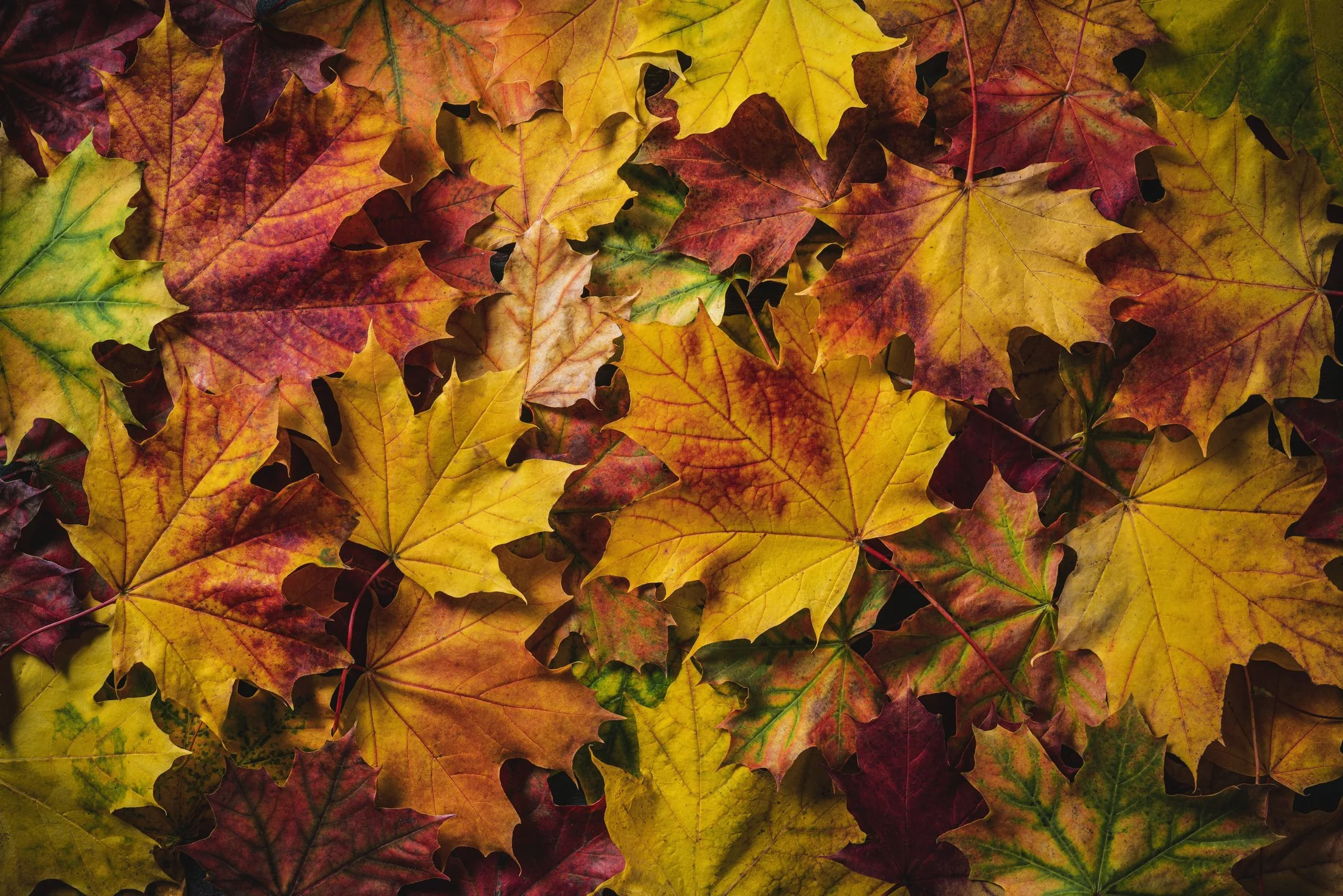 The Ultimate Fall Yard Prep Checklist: Protecting Your Lawn, Hardscapes, and Irrigation System