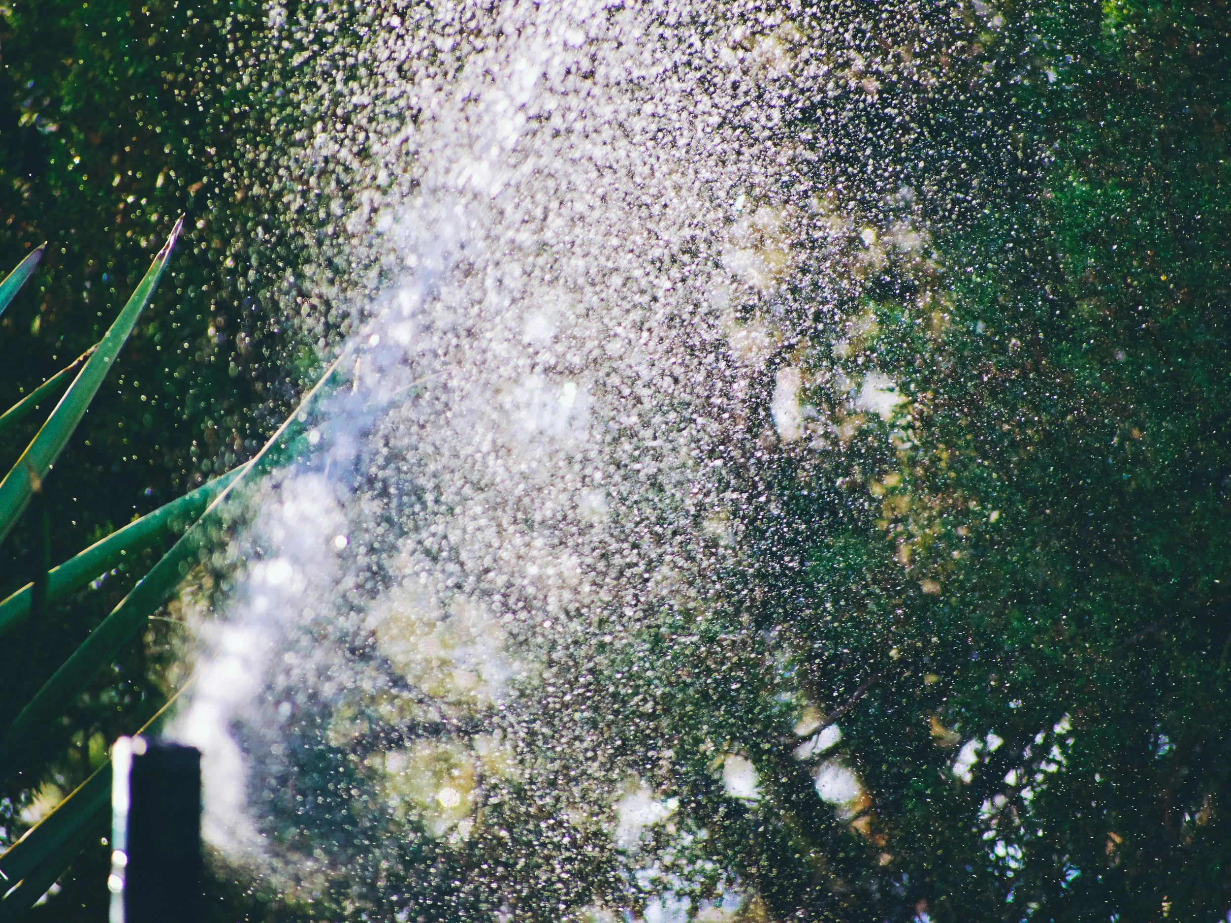 Water droplets spraying over plants and lawn.