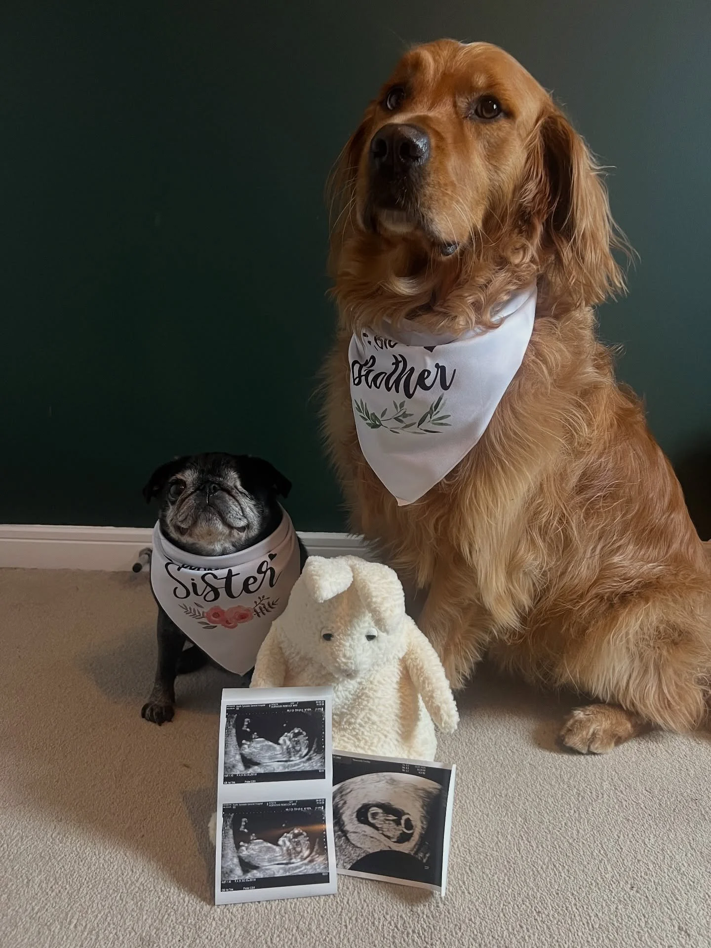 ✨Baby Horwood due 2026✨
.
Thought I would share a bit of personal news on here, which might make sense on my lack of posting over the summer.
We&rsquo;re due a little boy in early 2026 💗 We&rsquo;re super excited to become parents and for Luna and O