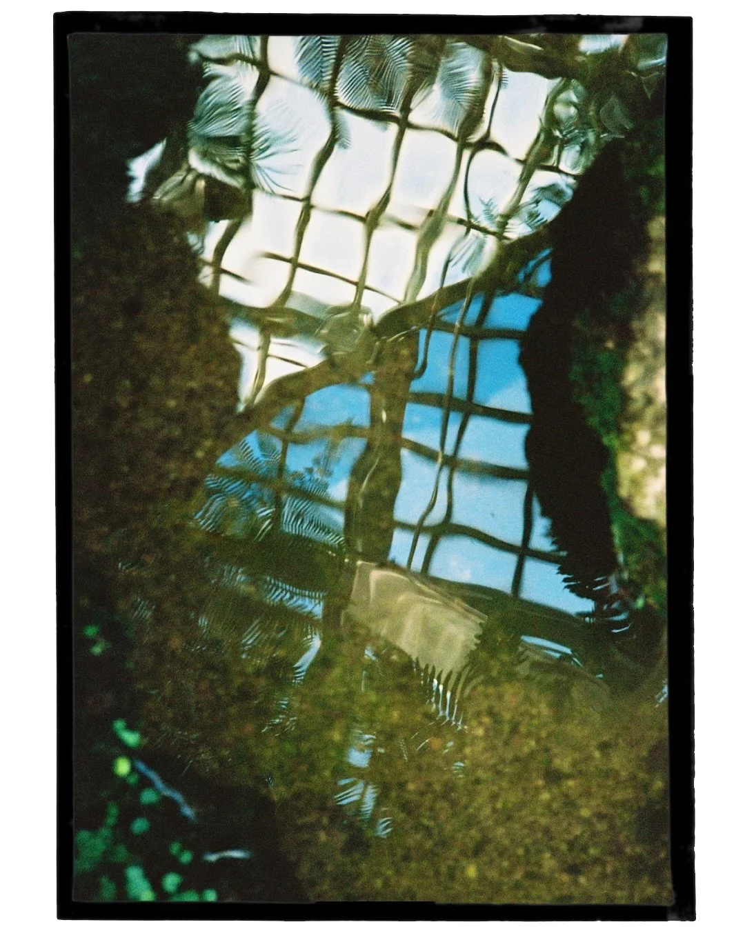 Bot&aacute;nicas para reflexionar.

#jard&iacute;n #fotografia #analogic #barcelona #botanical #fotografia