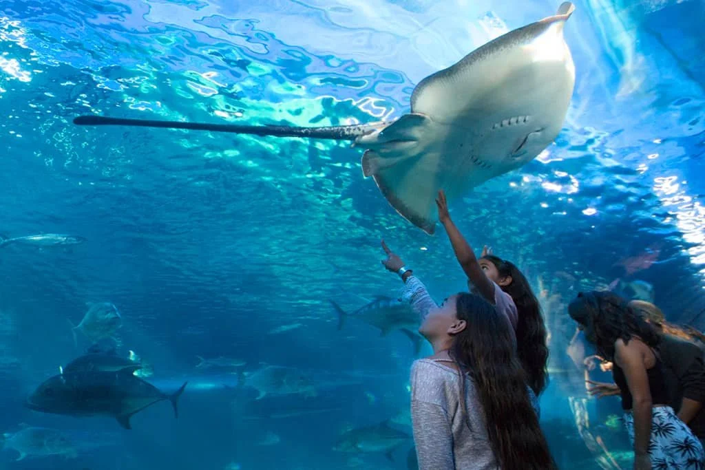 Maui Ocean Center: The Perfect Rainy Day Activity on Maui