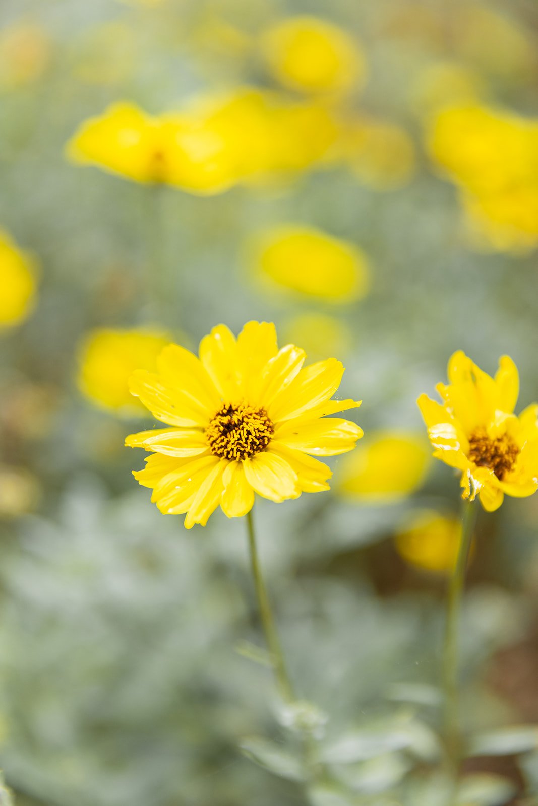 Yellow flower helps with solar plexus