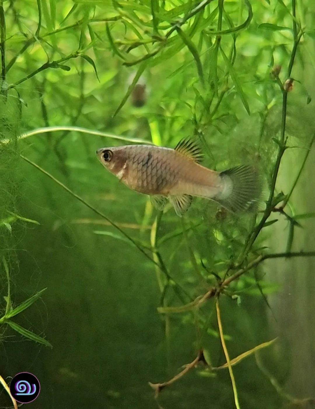 Blue Wag Platy