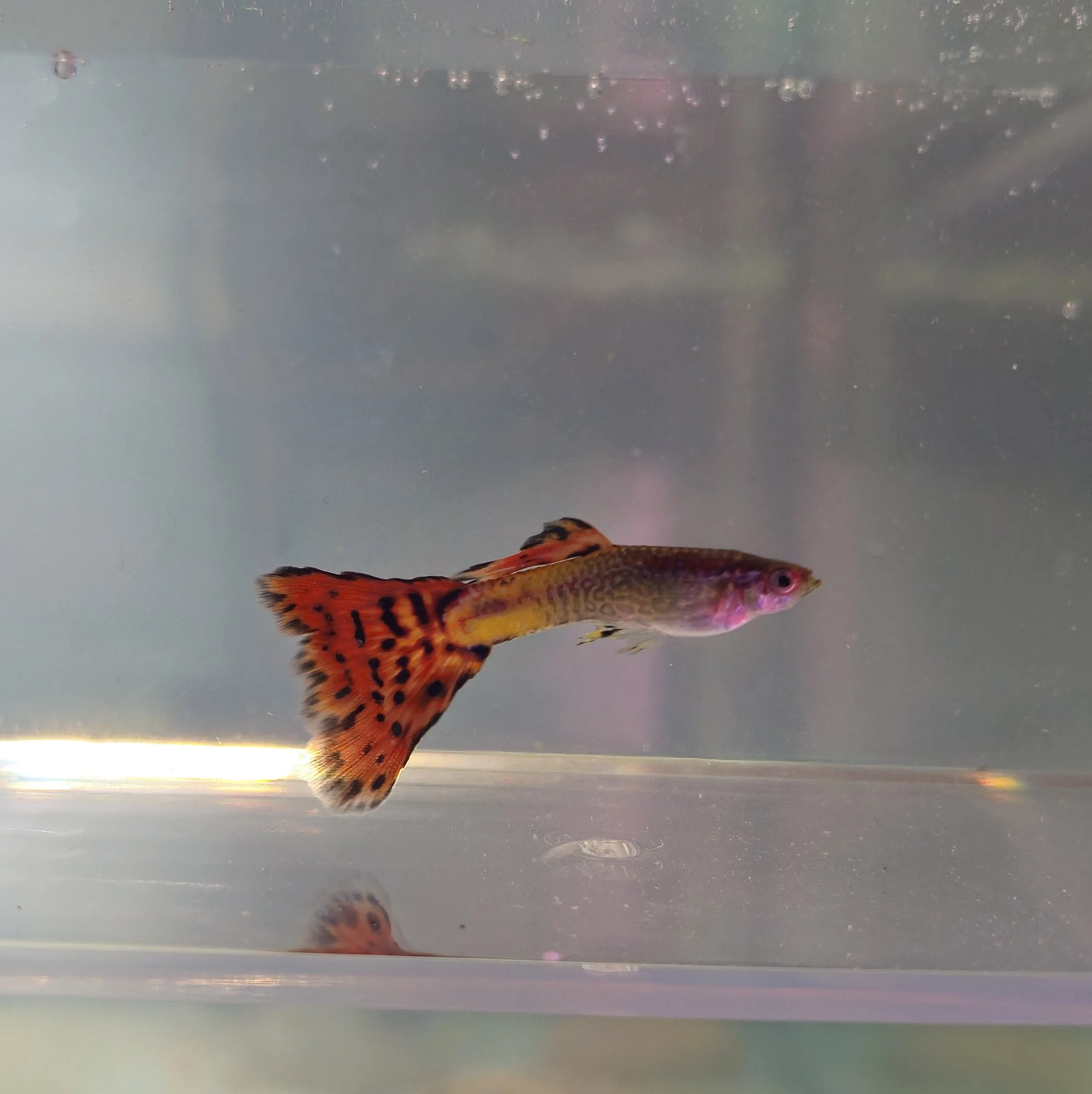 Assorted Fancy Guppy