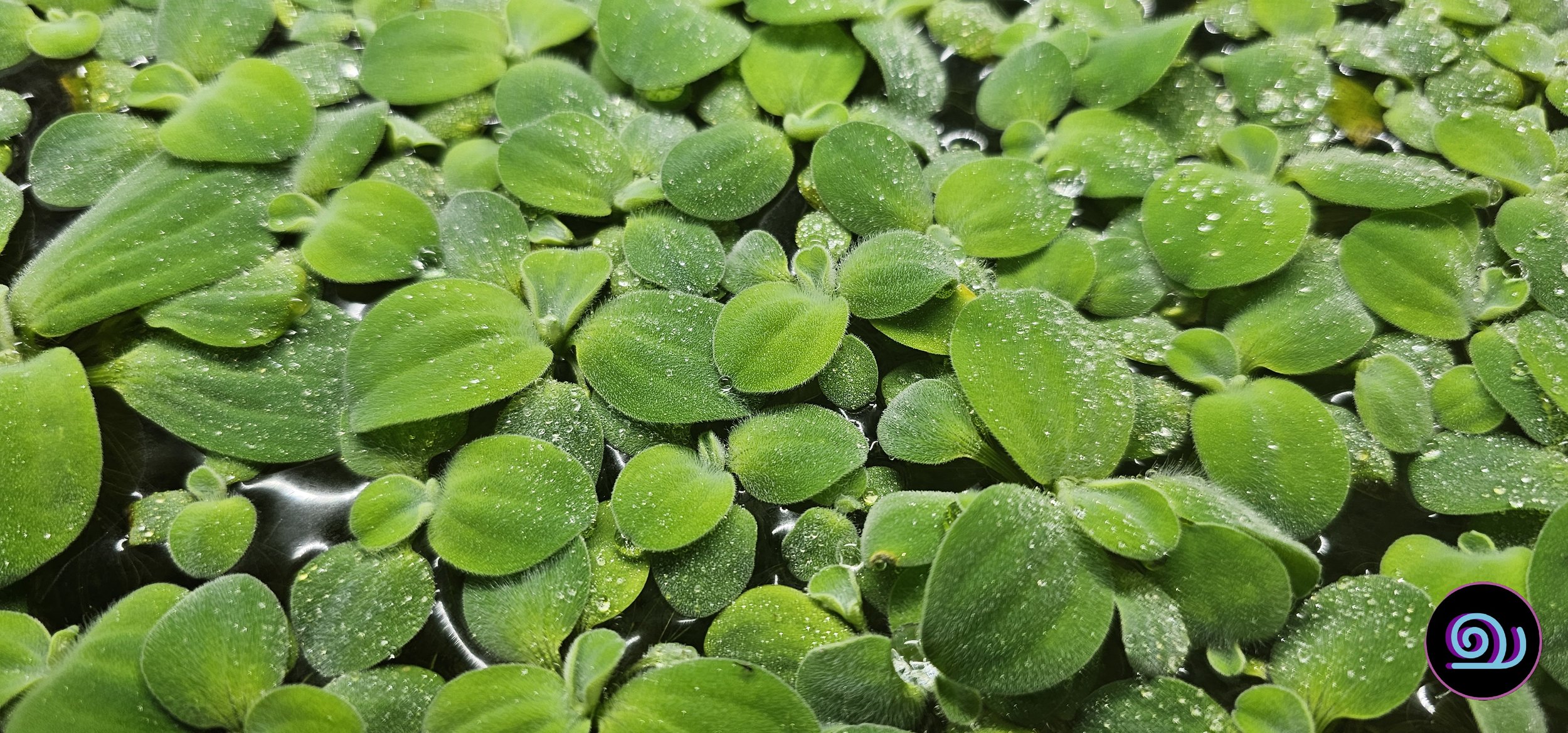 Water Lettuce - Pistia Statiotes (With Ramhorns)