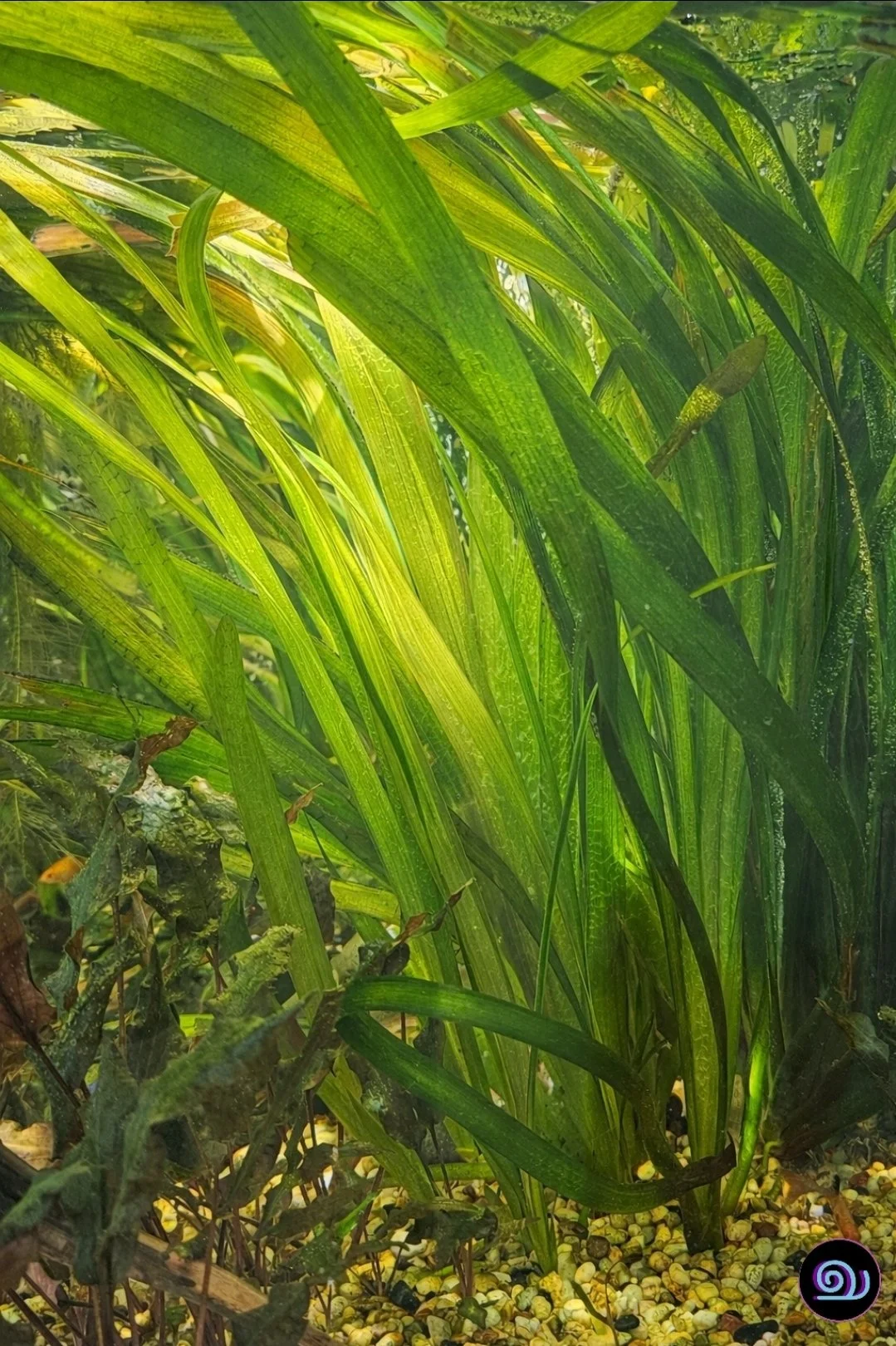 Jungle Vallisneria - Vallisneria Americana 'Gigantea'