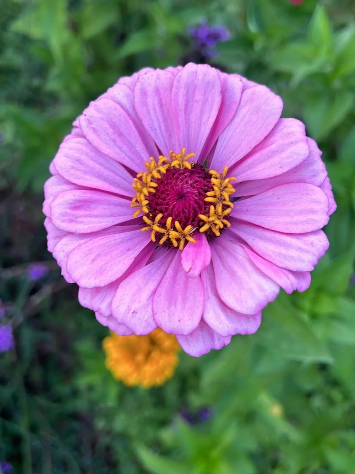 I&rsquo;m going to miss the garden this winter!! 
And at the same time ready for a rest. 
It&rsquo;s been such a joy and dream come true. Already planning for next spring. 🌻