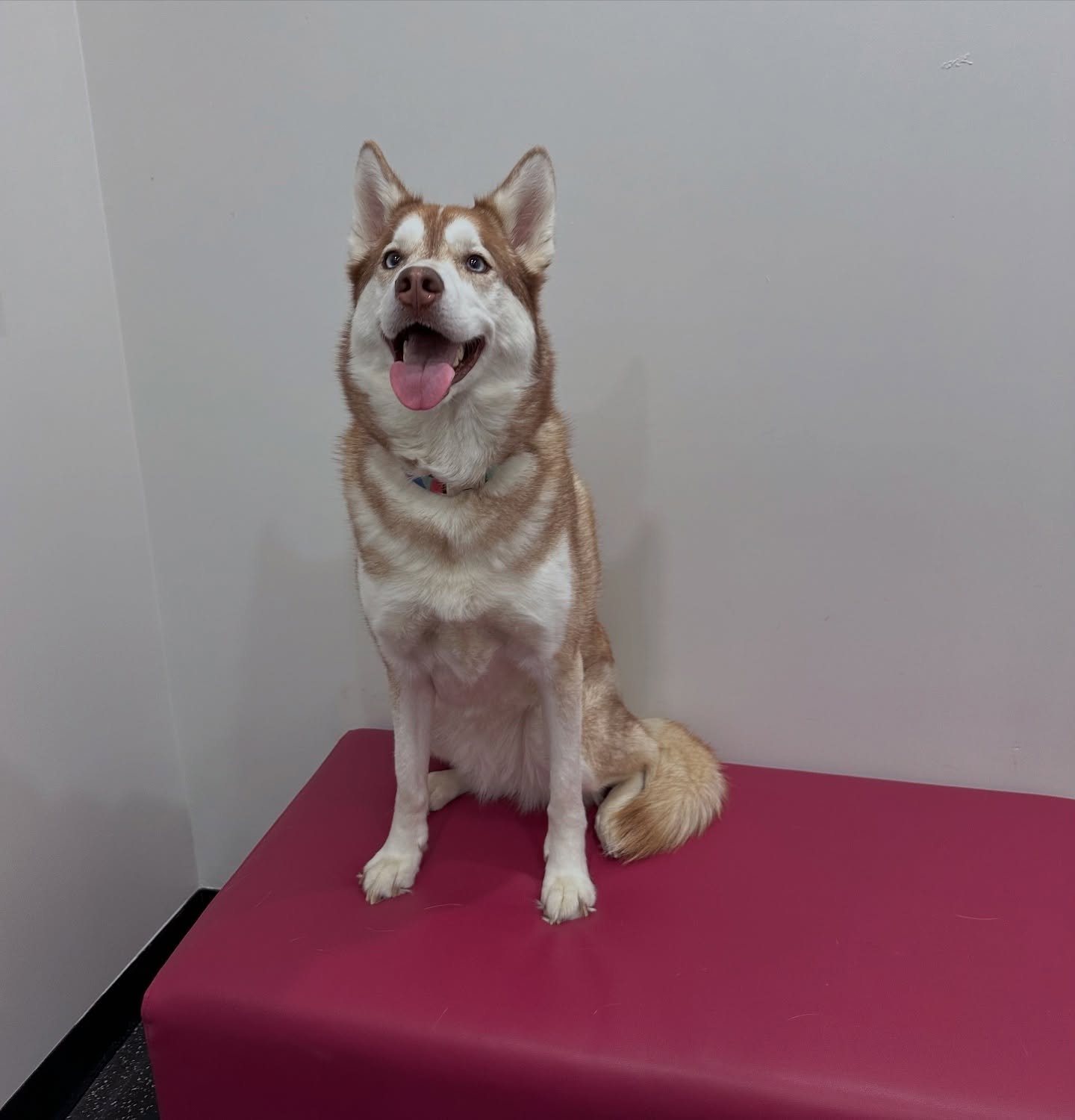 Let's show some local love for @alderwoodvet in South Etobicoke💗 Dr. Kate Zimmerman was our vet when this good girl was a puppy, and we're so pleased to reconnect and support Dr. Kate and Dr. Heidi Wong in their brand new (independently owned!) prac