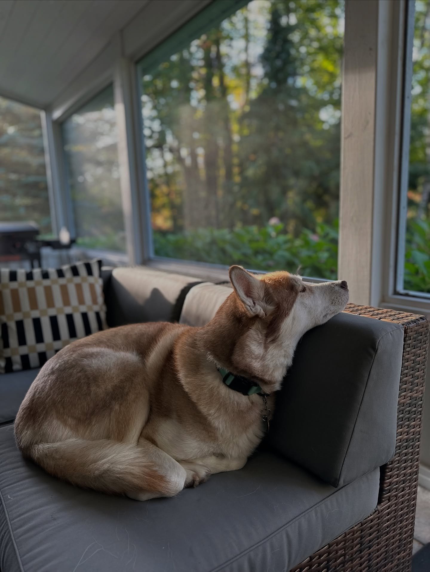 When the family build a screened-in patio so the grand-dog can relax and live her best life in the country 🐕 Do what motivates you and brings you joy! This thanksgiving weekend we experienced the love of family, and also a few hardships. It's a grea