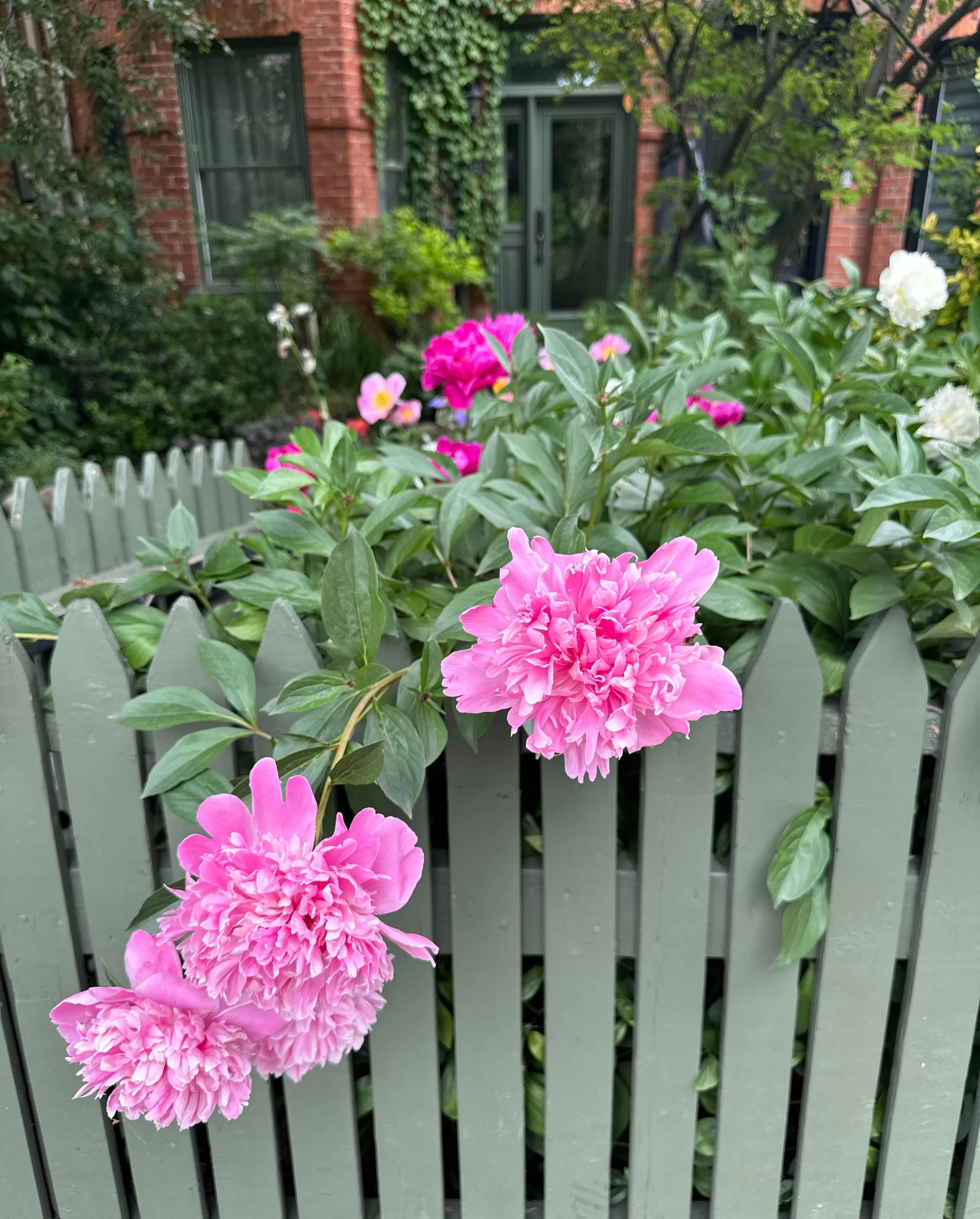 A moment for peony season in Toronto! In the midst of Canada Day and World Cup festivities, I still live for these small moments that make this city so welcoming. Planting perennial gardens is a great way to keep your outdoor living space looking bea