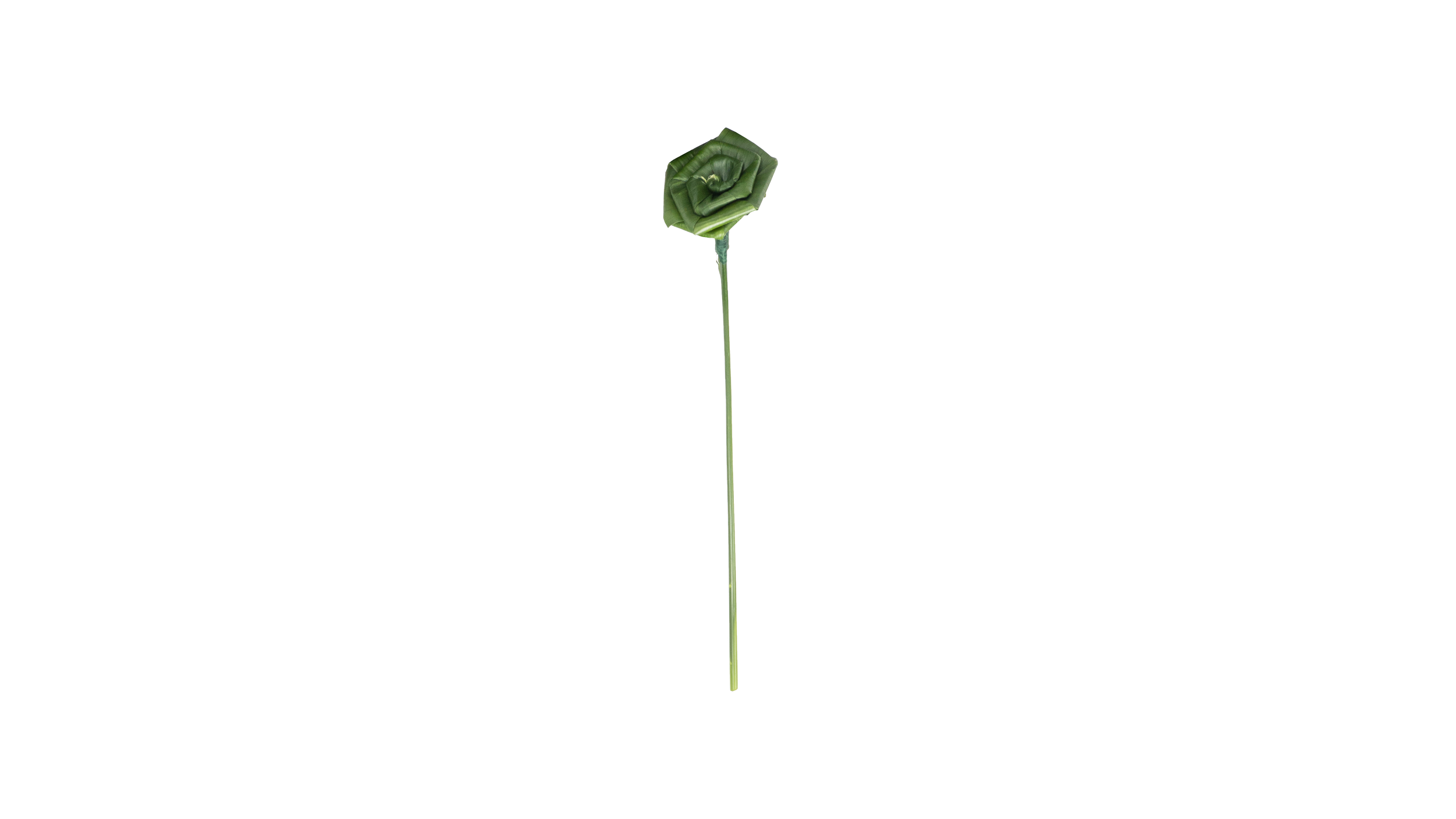Aspidistra Roses-01.png