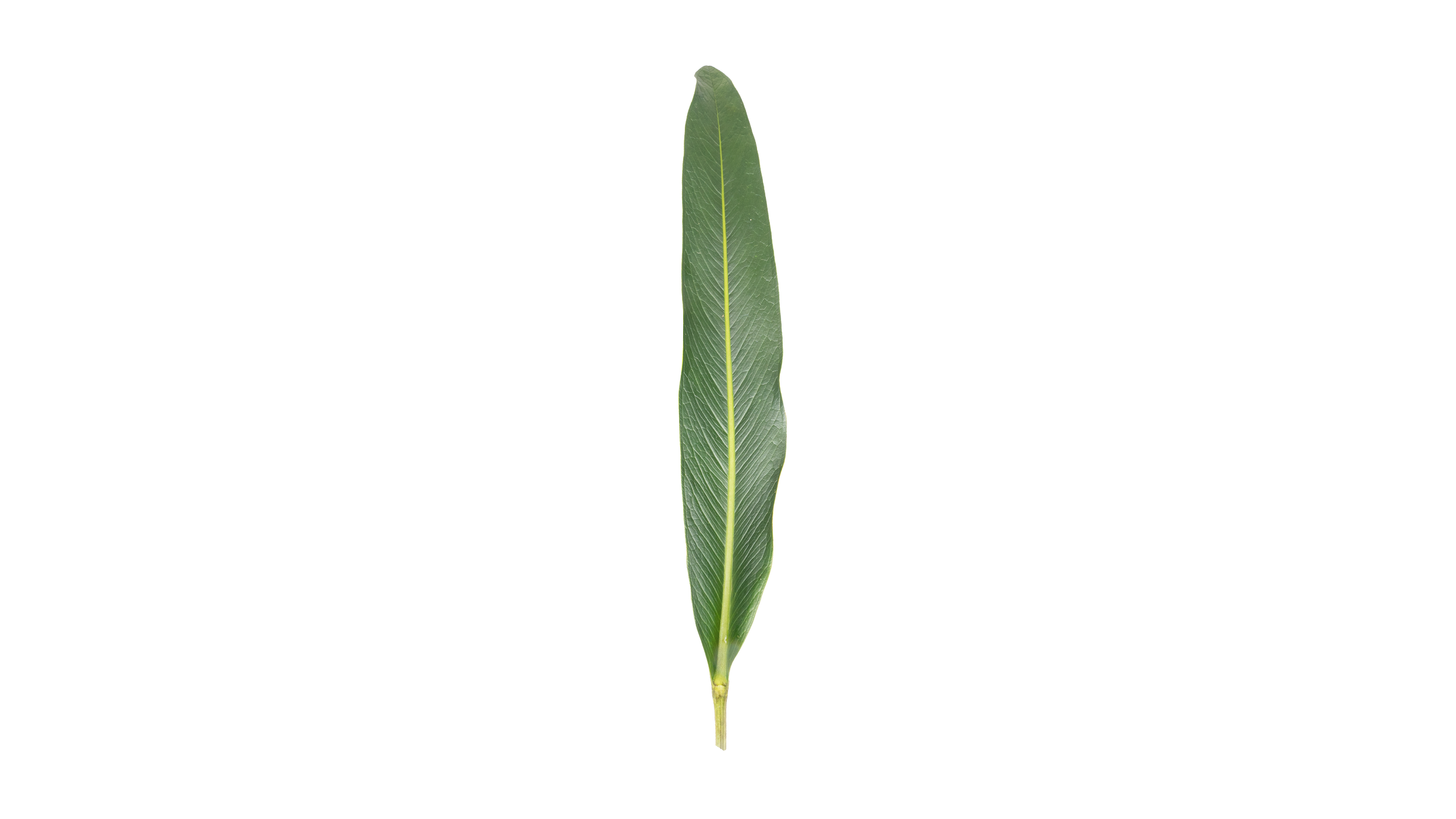 Anthurium Leaf-02.png