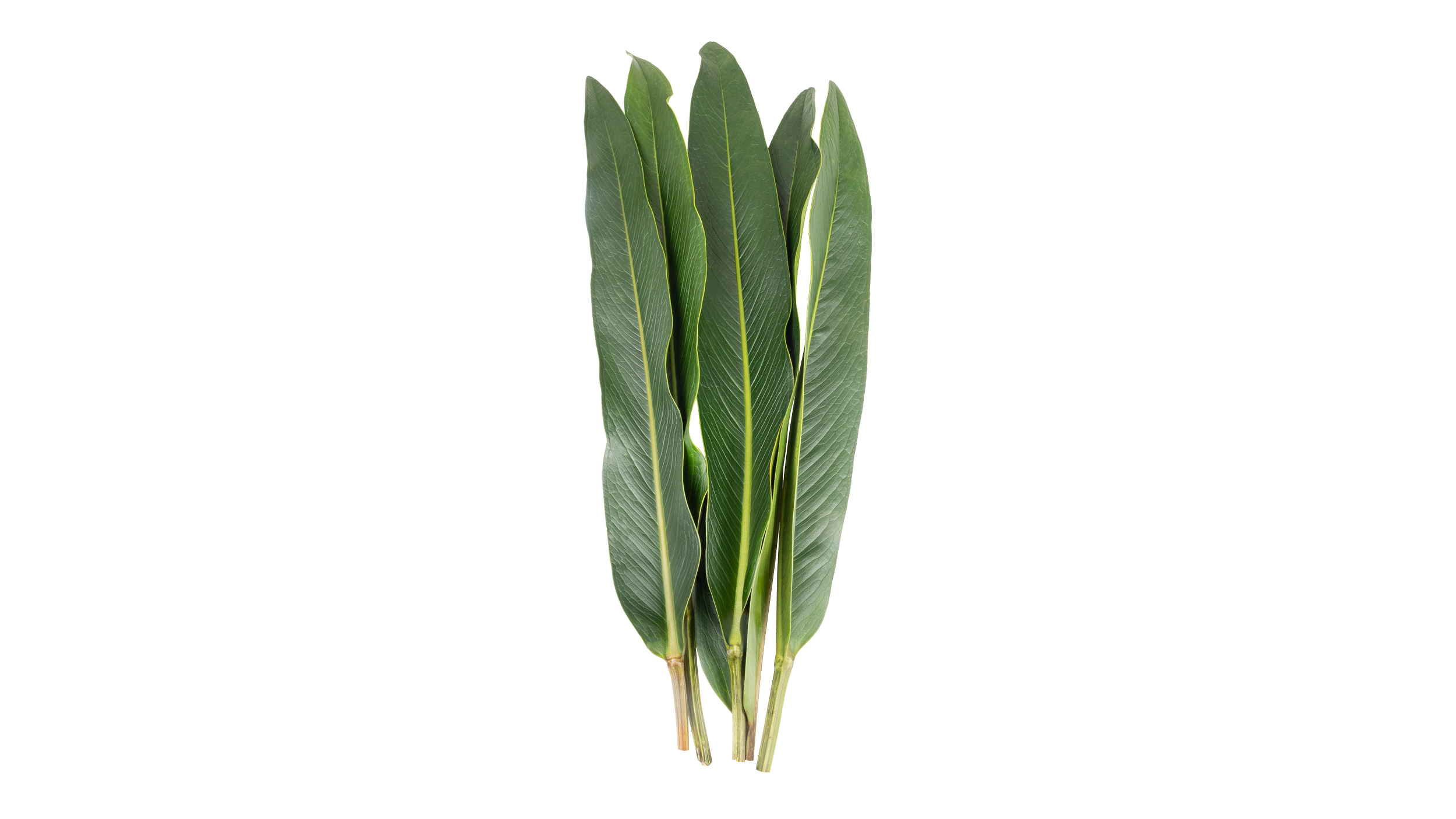 Anthurium Leaf-01.png