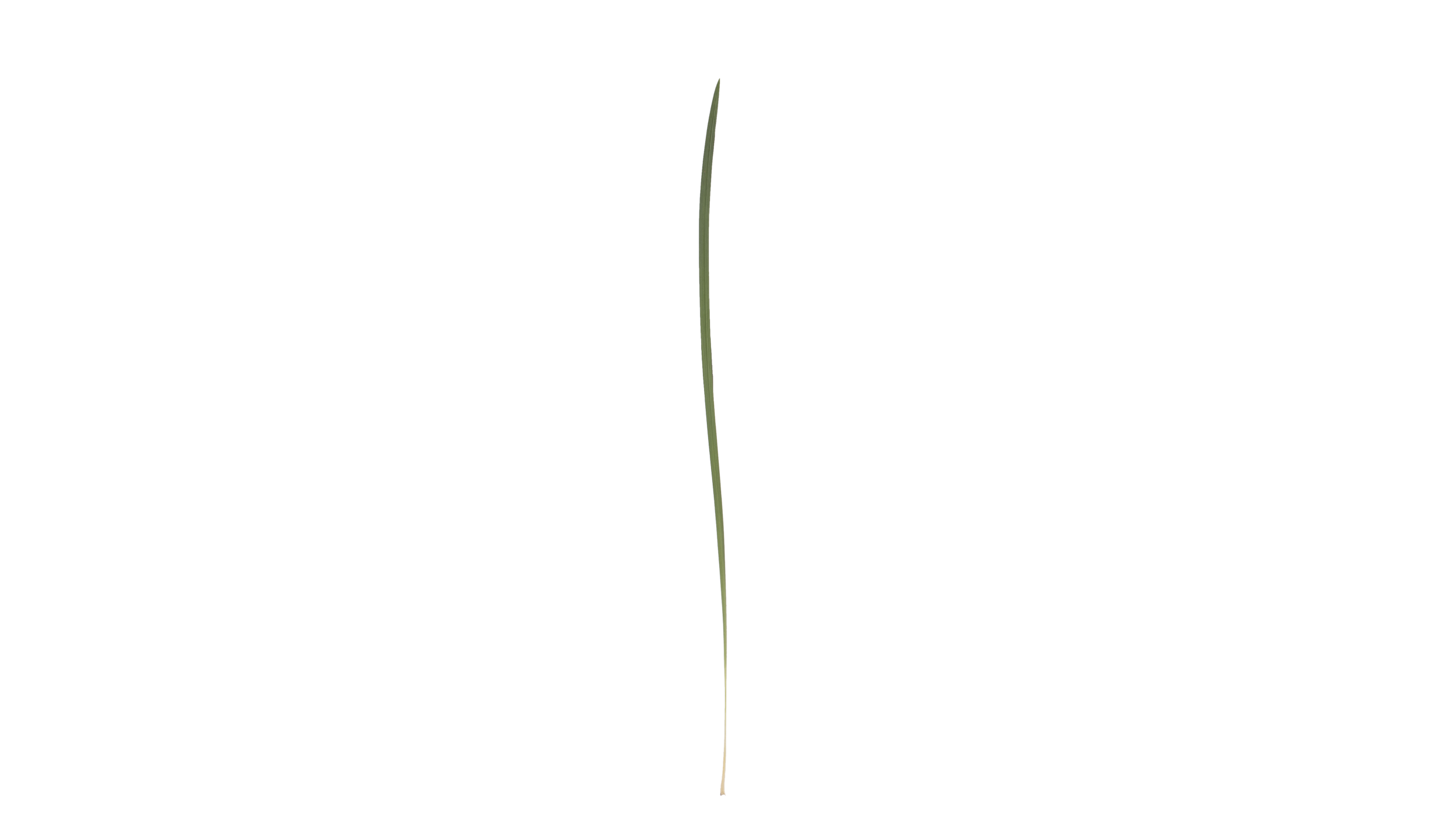 lily grass-01.png