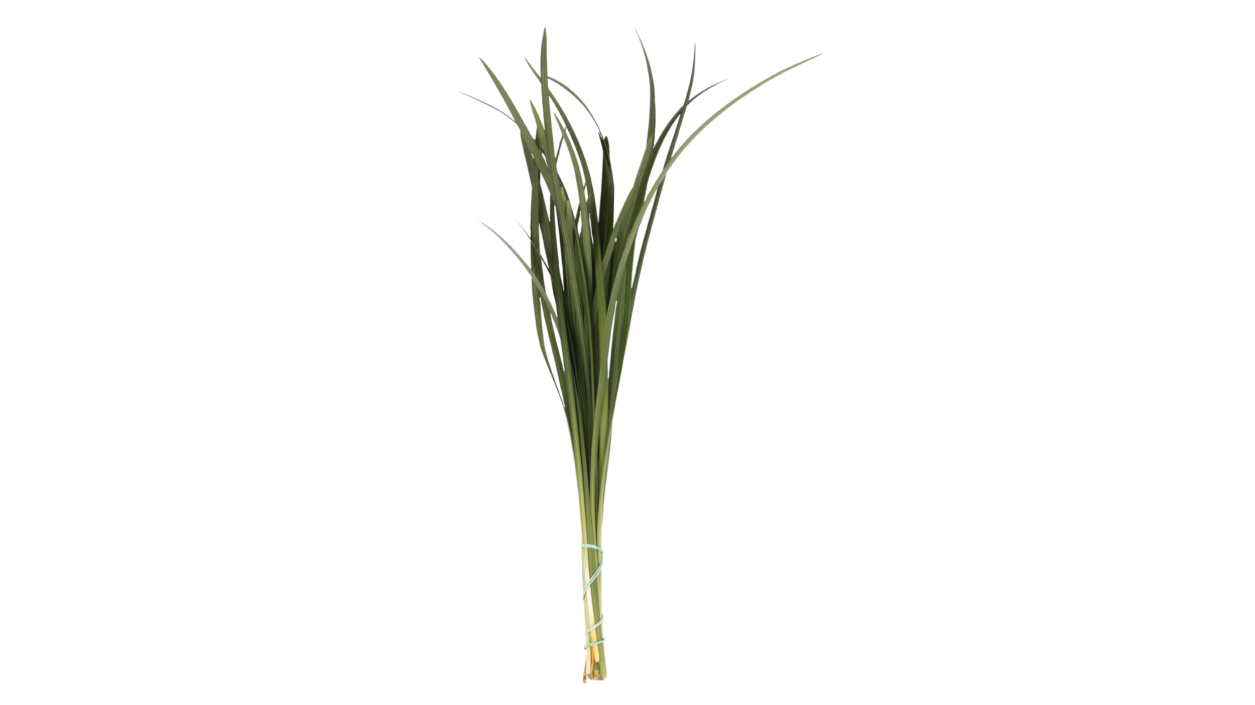 lily grass-02.png