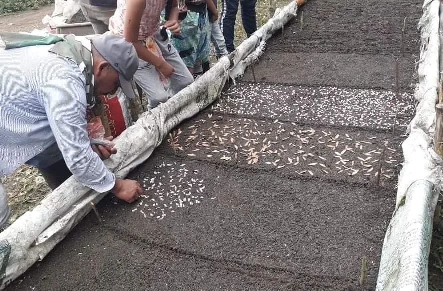 People planting and watering a rice paddy wet field with scattered rice seeds on the surface.