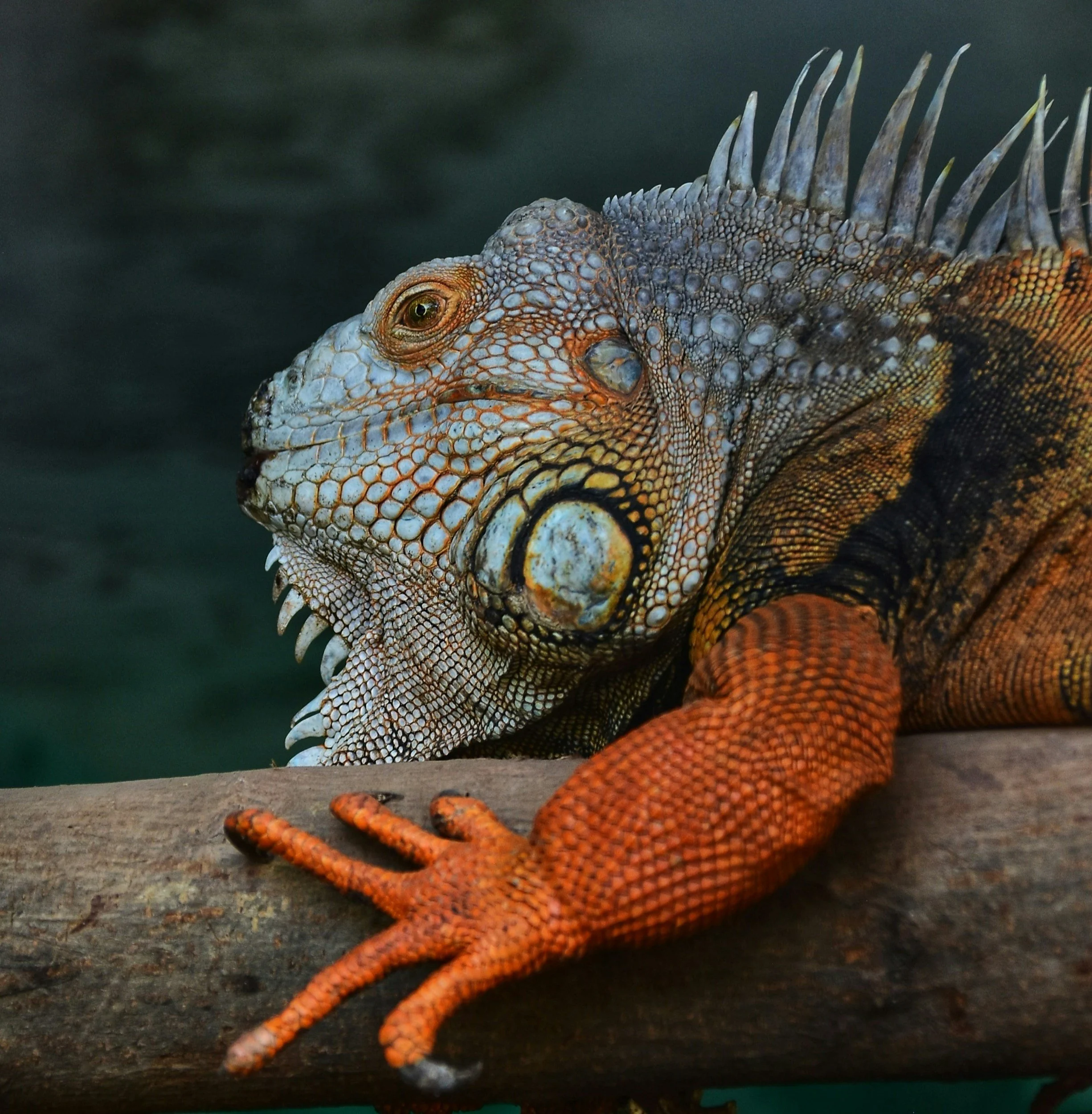 Oslo Reptilpark