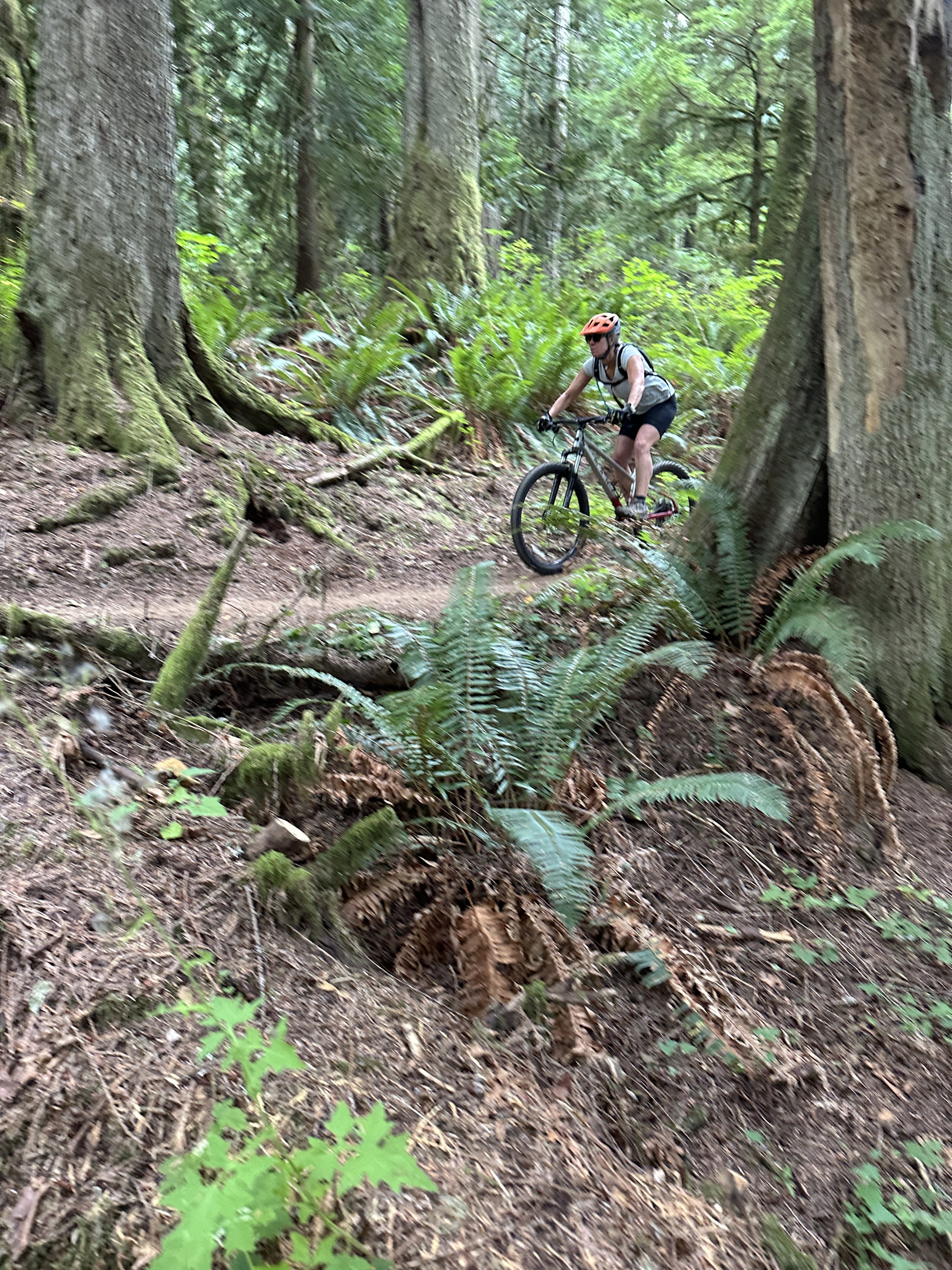 Mountain biker among old growth forest