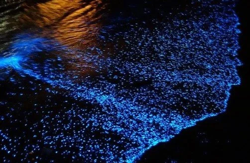 biolumenescence shoreline.jpg