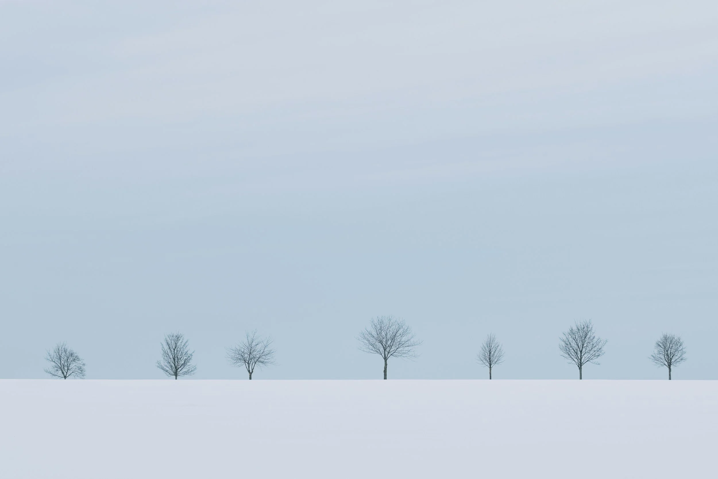 Trees in a line on bleak landscape