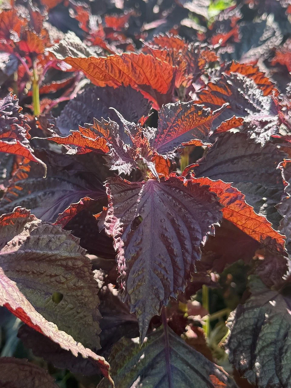 Shiso purple.jpeg