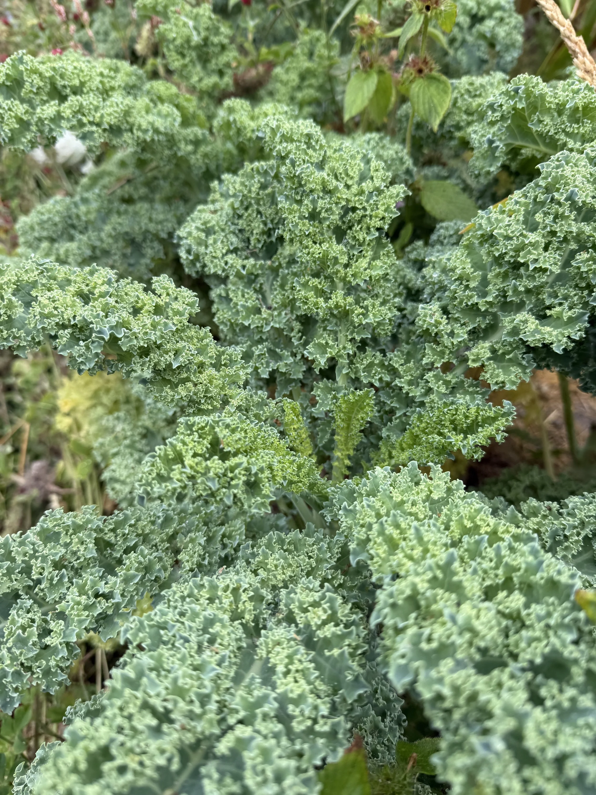 kale green.jpeg